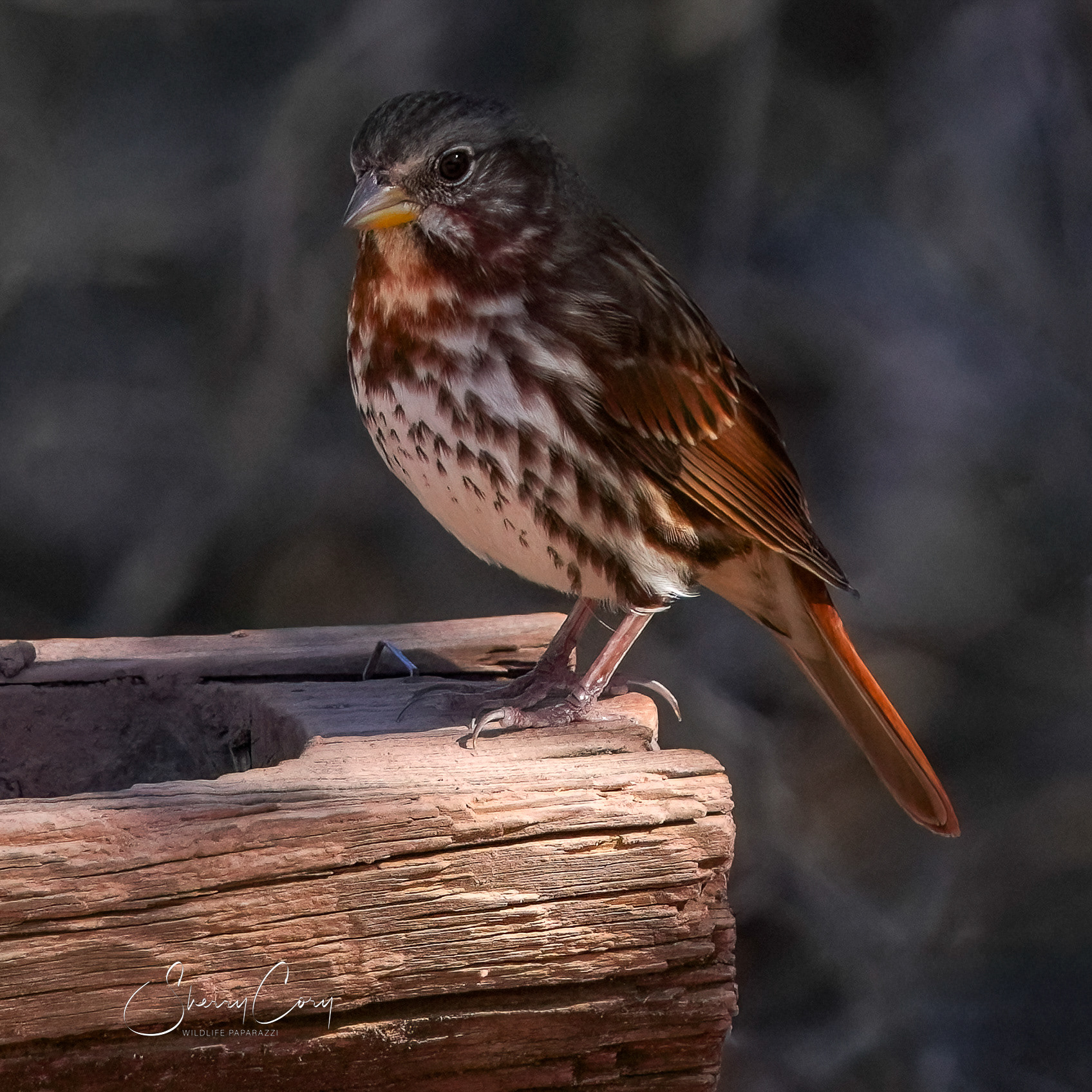 Fox Sparrow (Passerella iliaca)