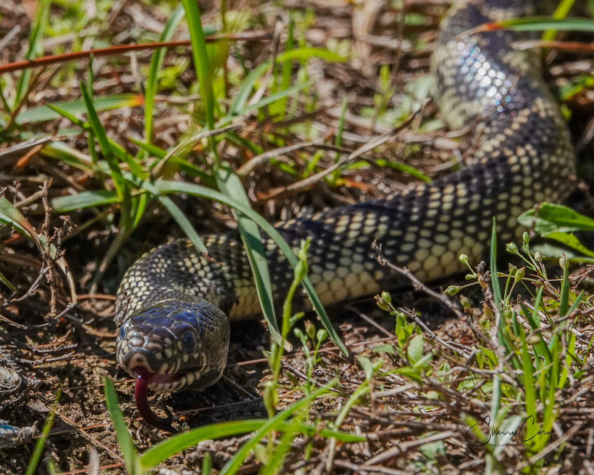 Desert Kingsnake (NV)