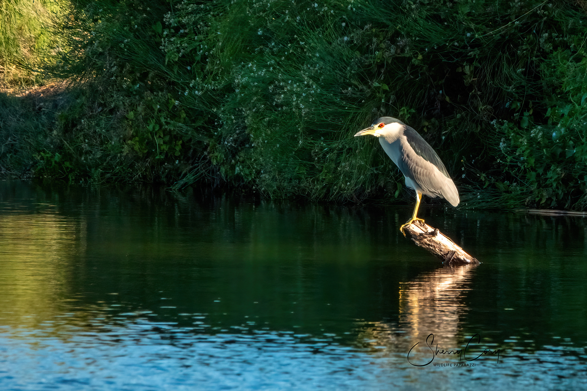 Black Crowned Night Heron (Nycticorax nycticorax))
