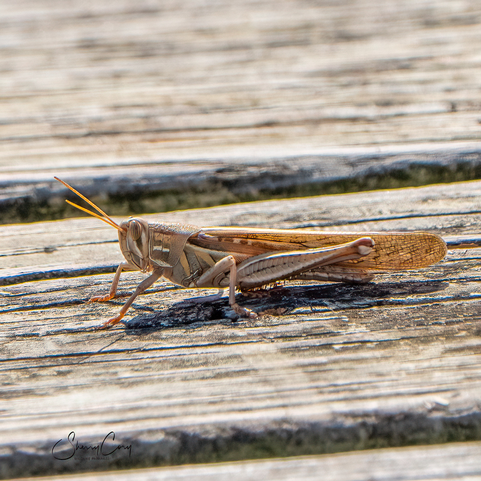 American Bird Grasshopper