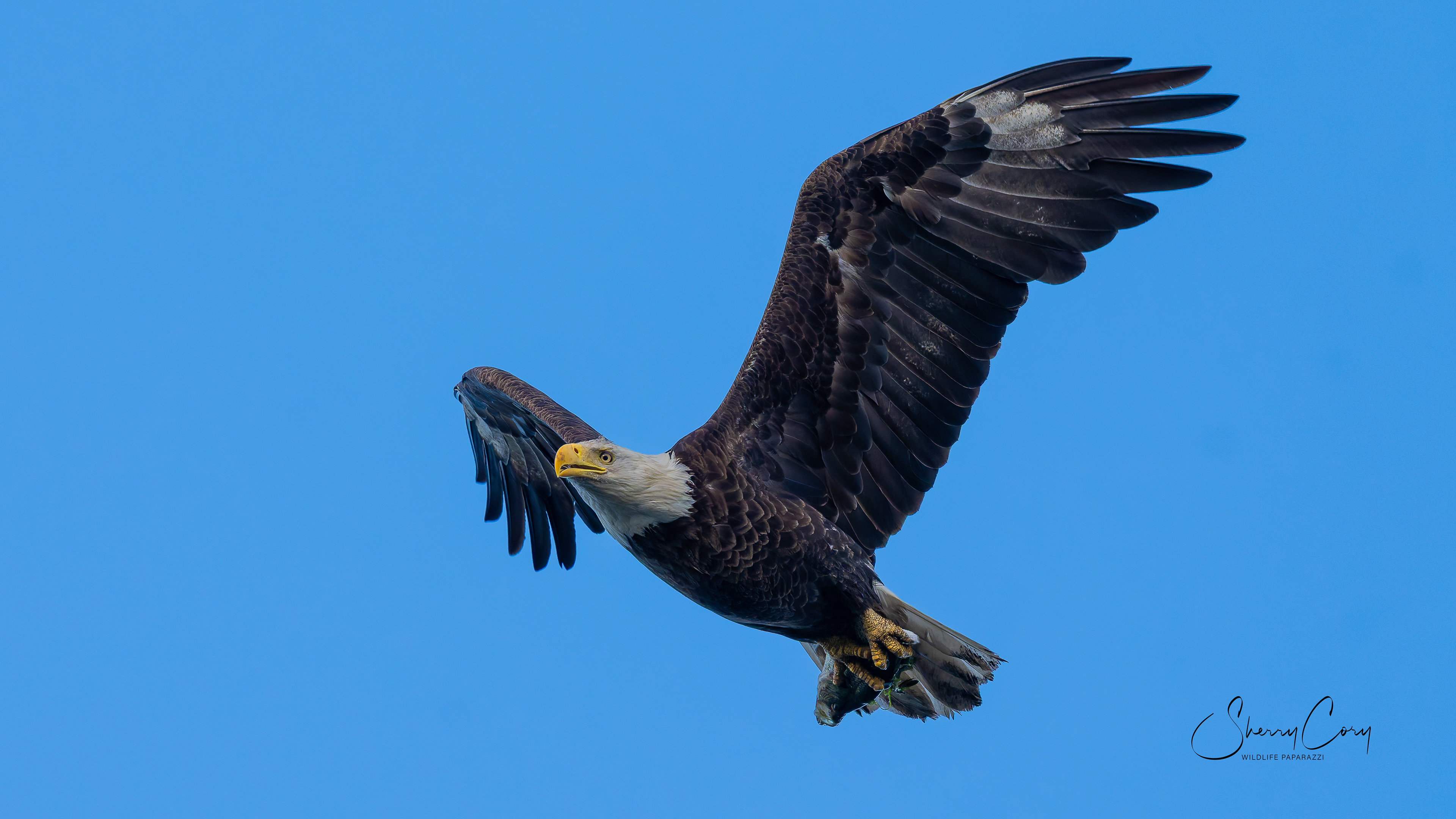  Bald Eagle (Haliaeetus leucocephalus)