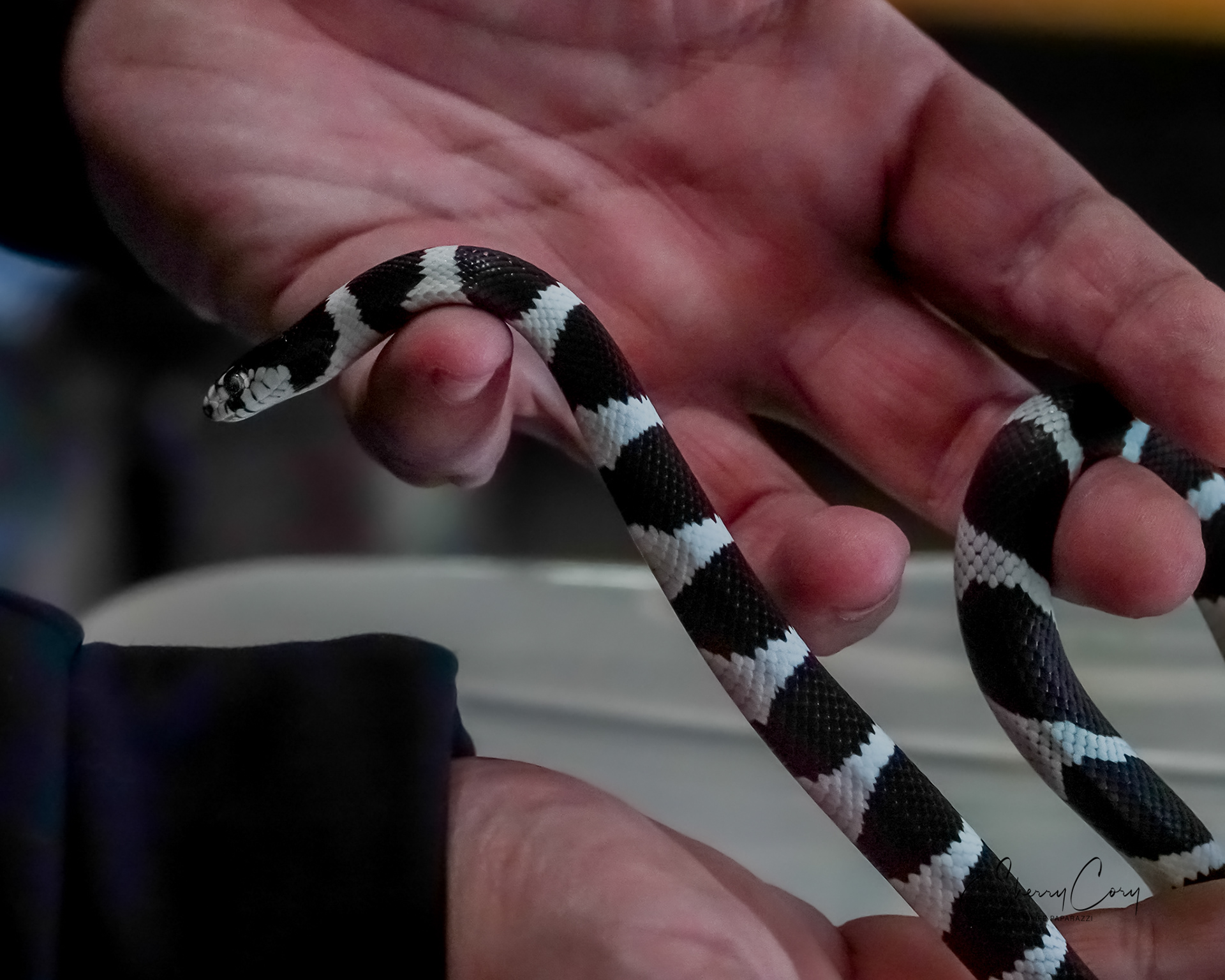 California Kingsnake (NV)