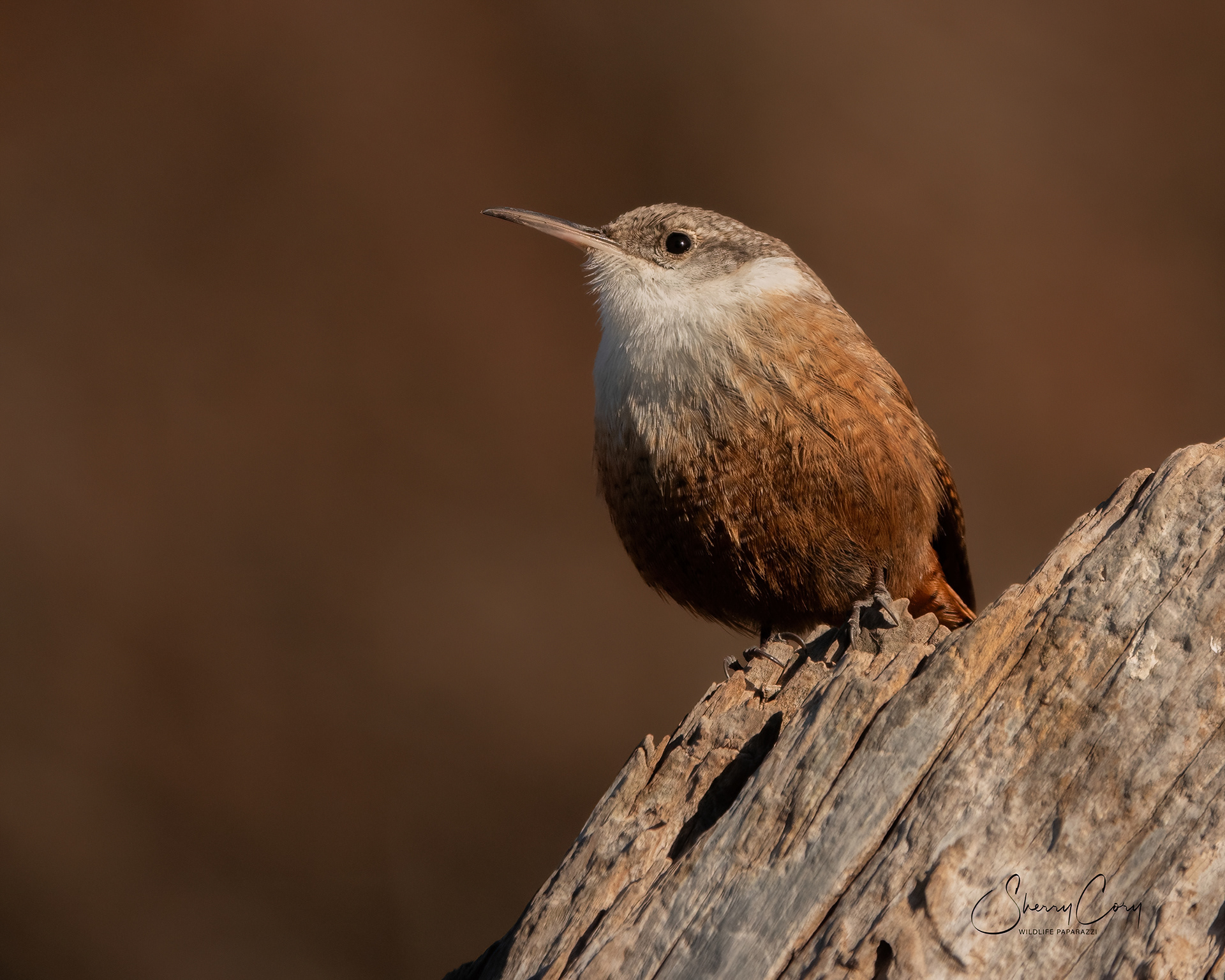 Canyon Wren (Catherpes mexicanus)