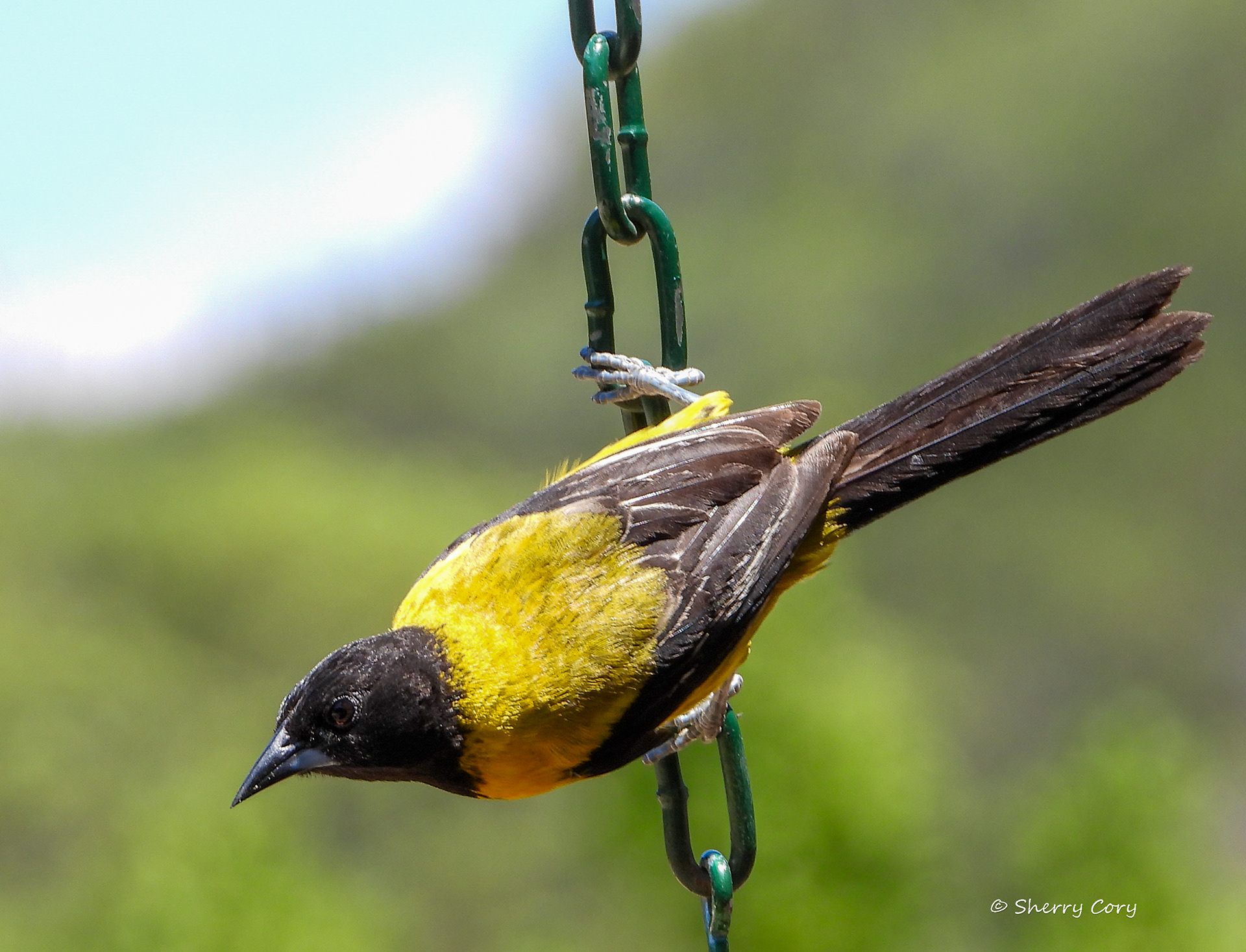 Audubon's Oriole (Icterus graduacauda)