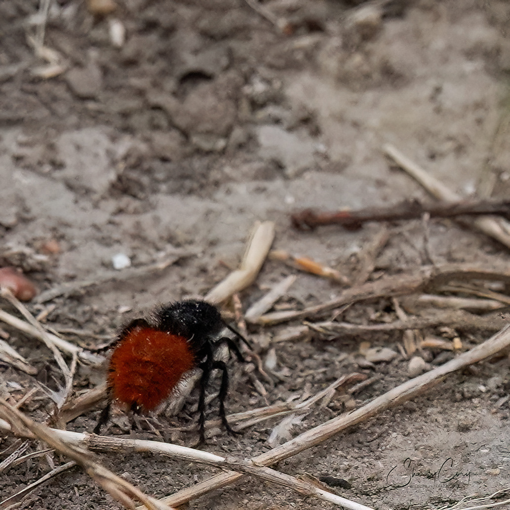 Klug's Velvet Ant