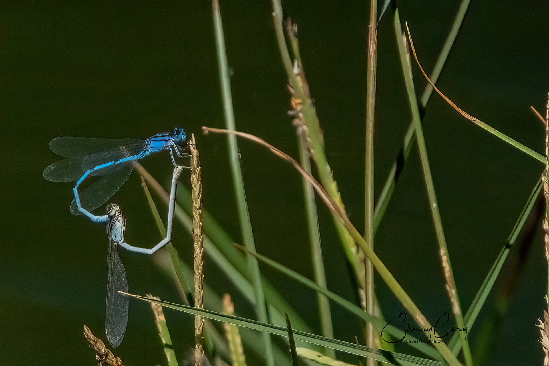 Mating Familiar Bluets