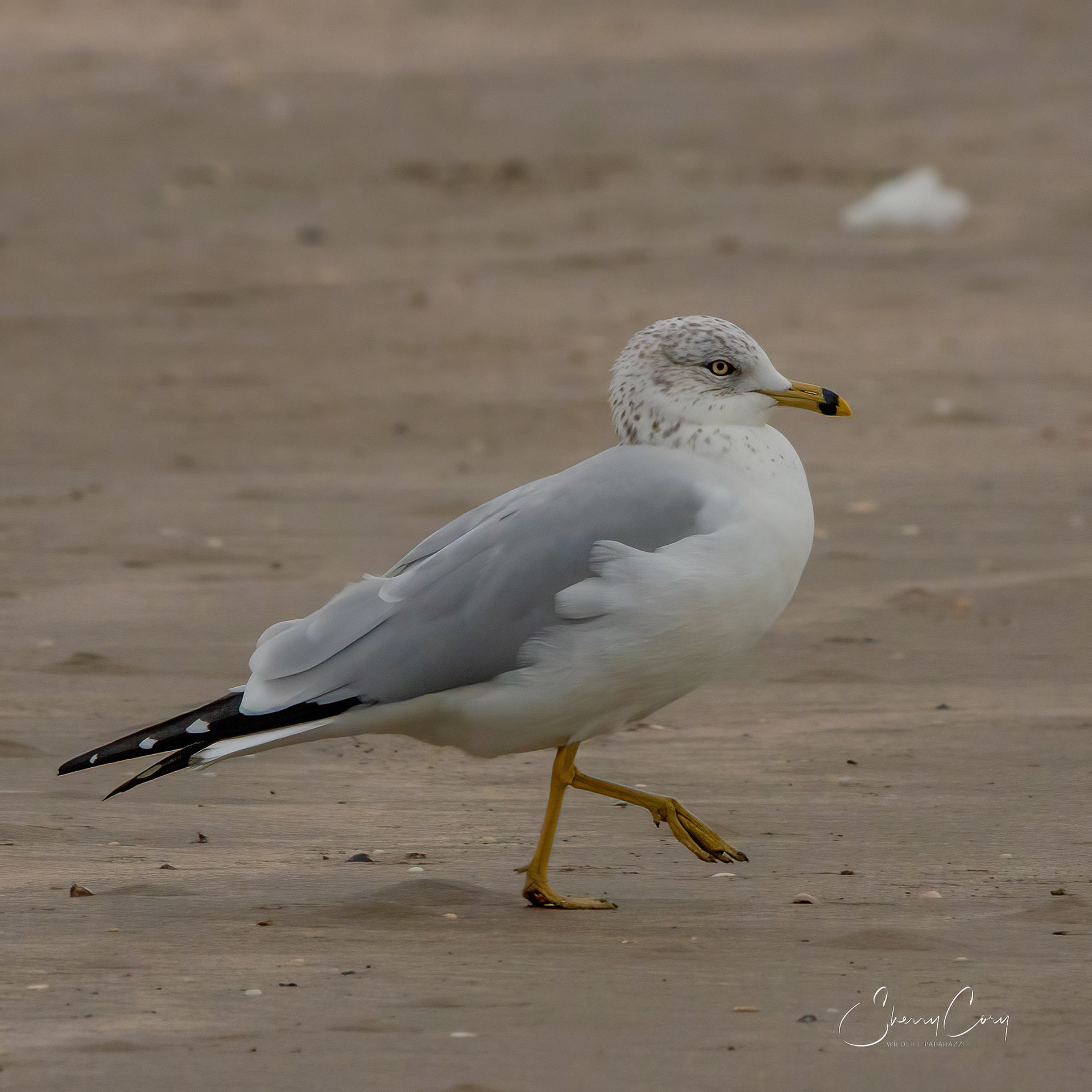 Ring Billed Gull (Larus delawarensis)