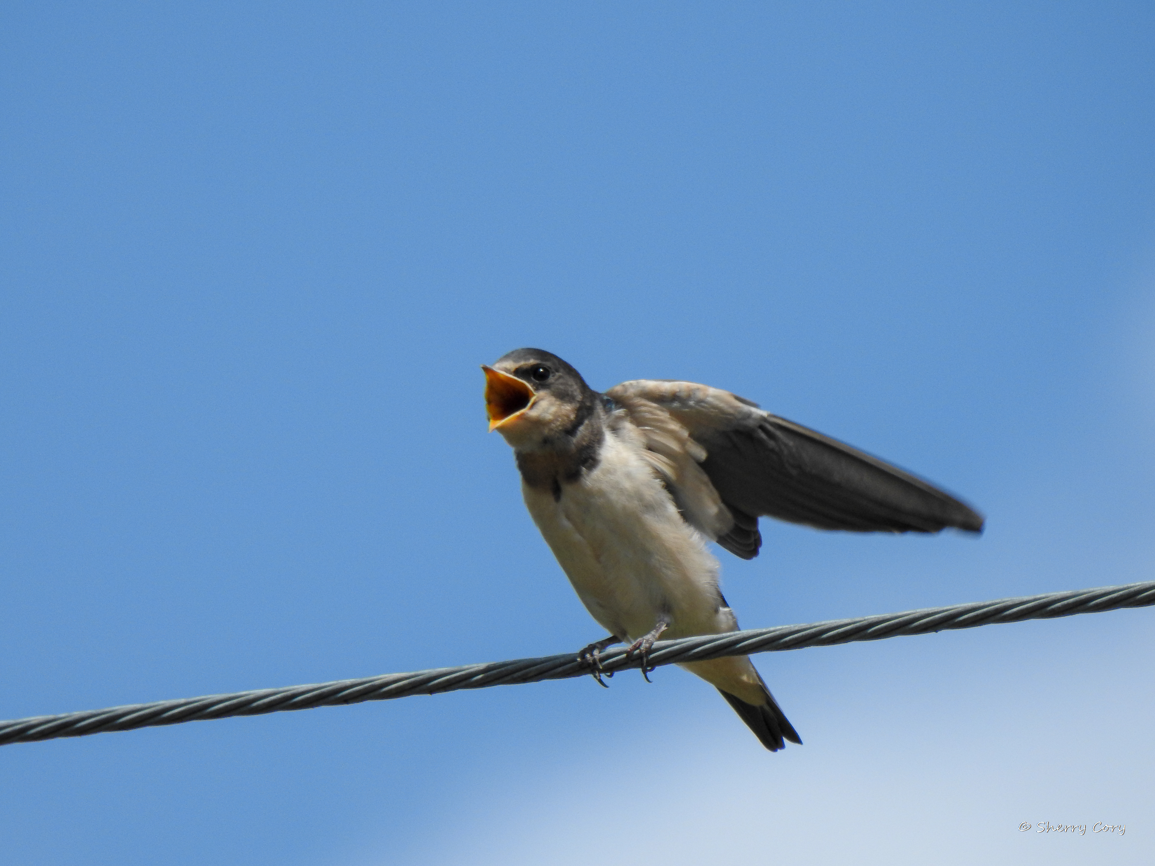 Cliff Swallow (Petrochelidon pyrrhonota)