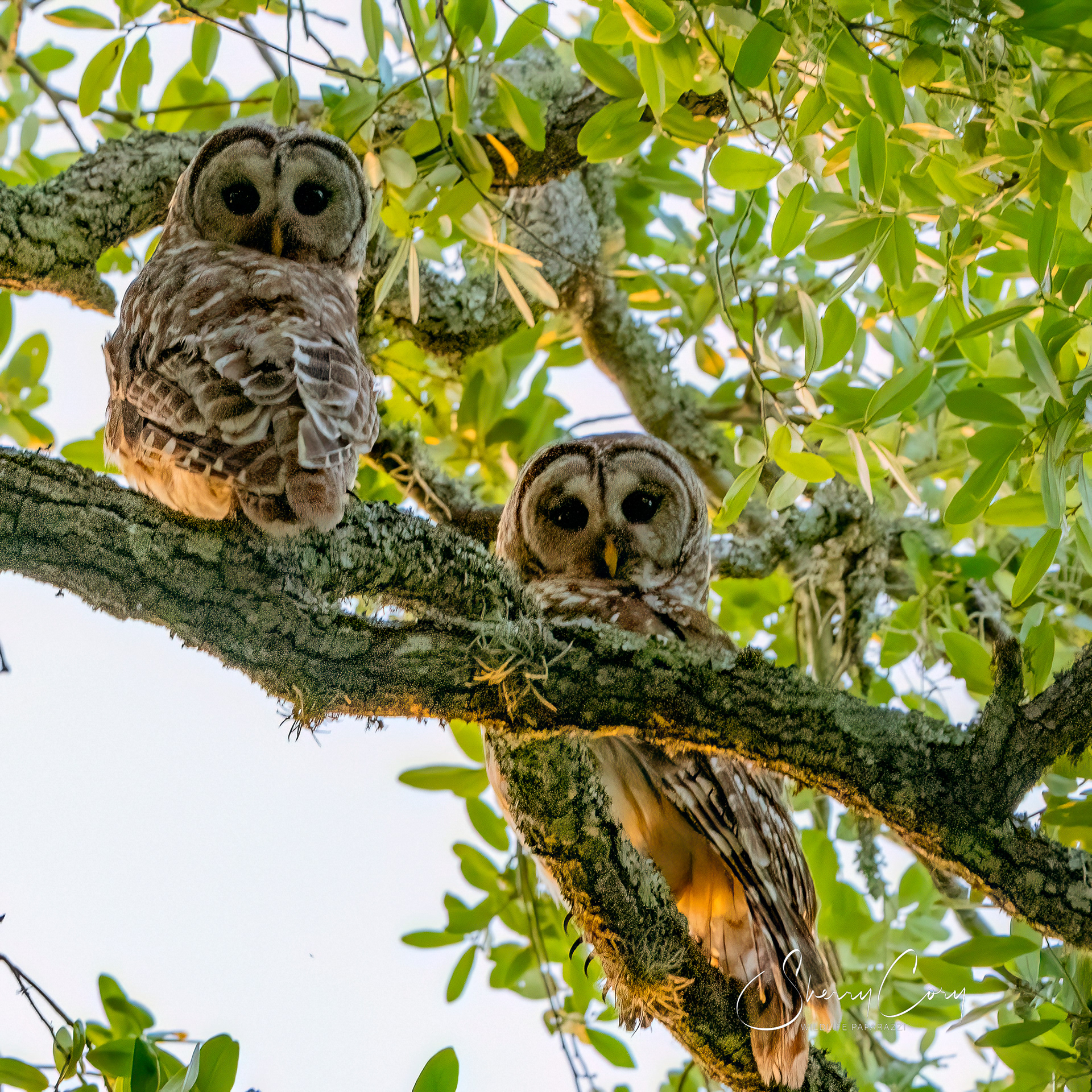 Barred Owls  (Strix varia)