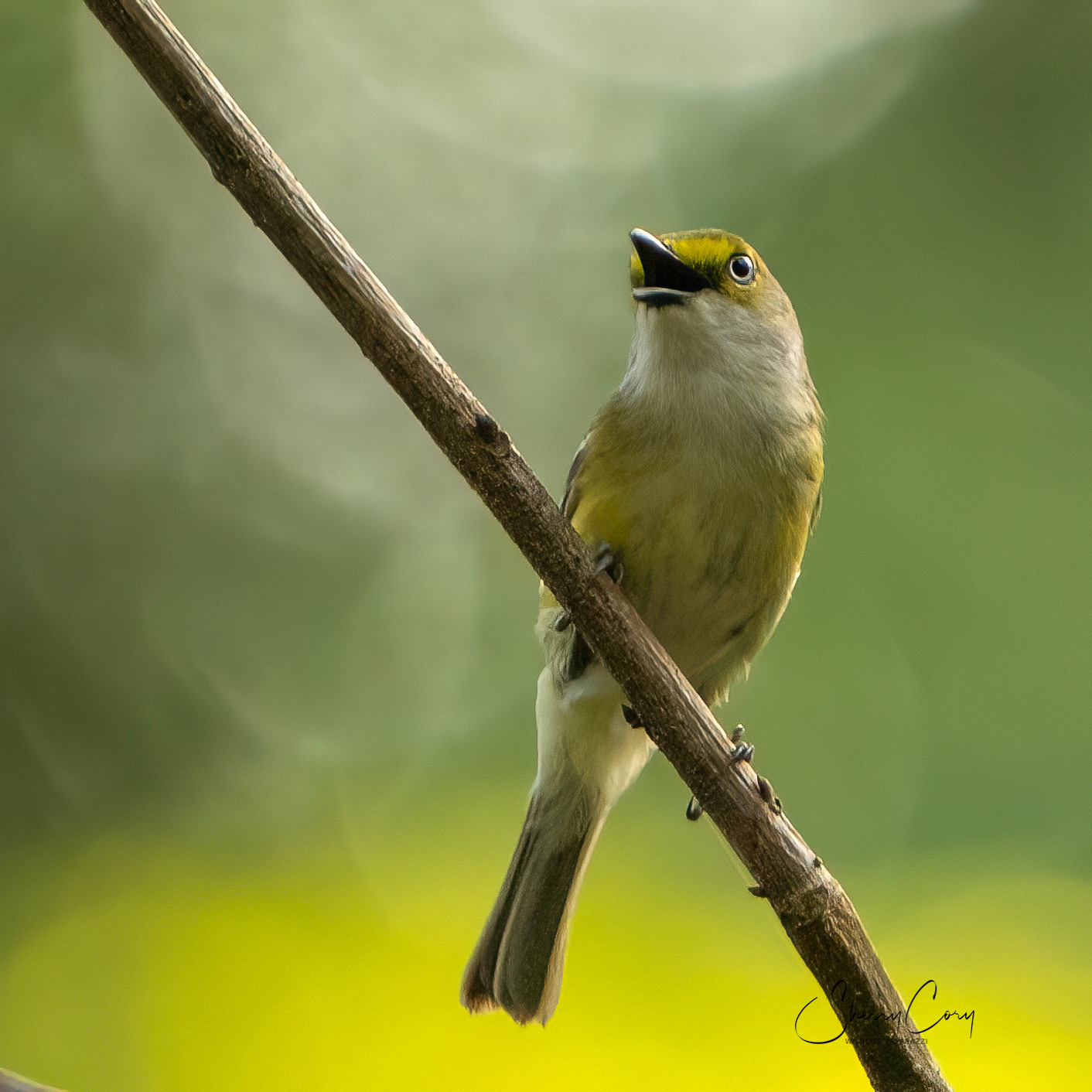 White Eyed Vireo