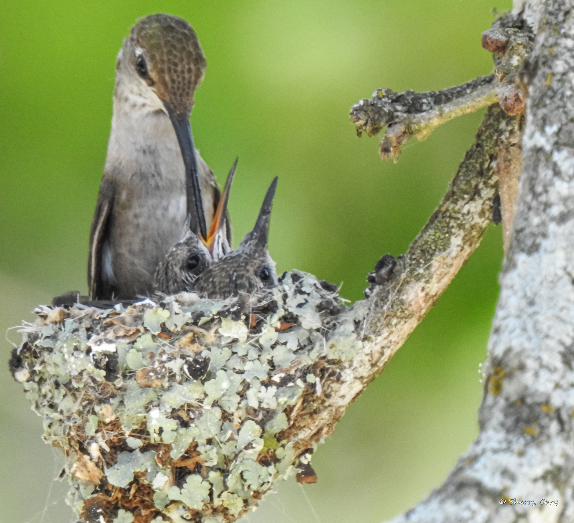 Black Chinned Hummingbirds (Archilochus alexandri)