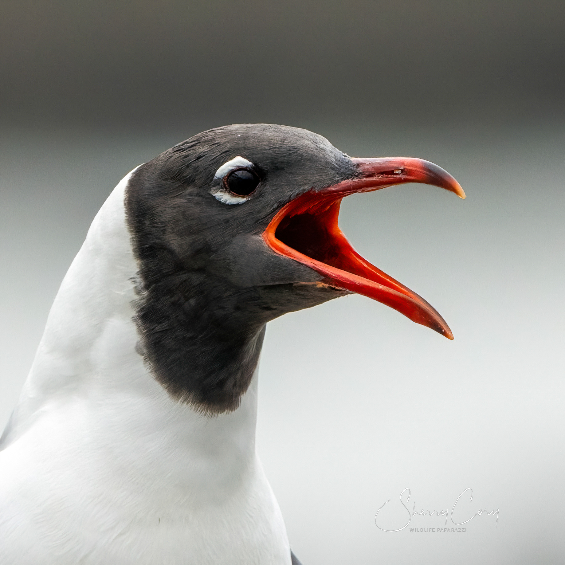 Laughing Gull