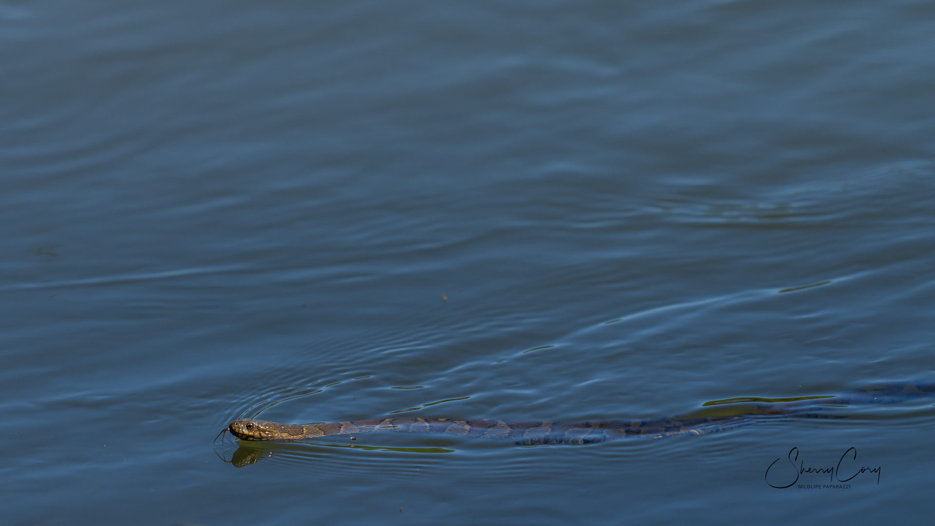 Northern Water Snake