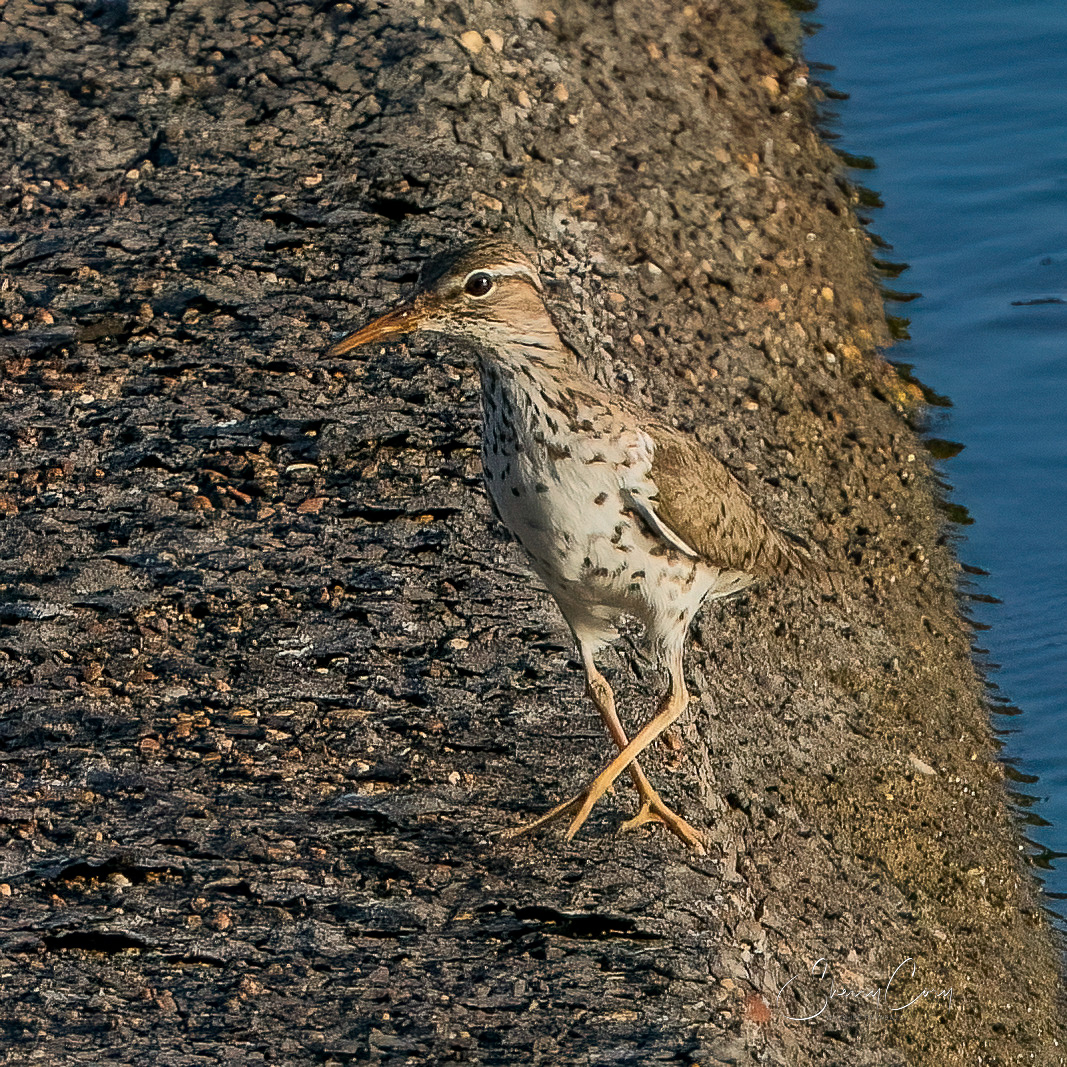 Spotted Sandpiper