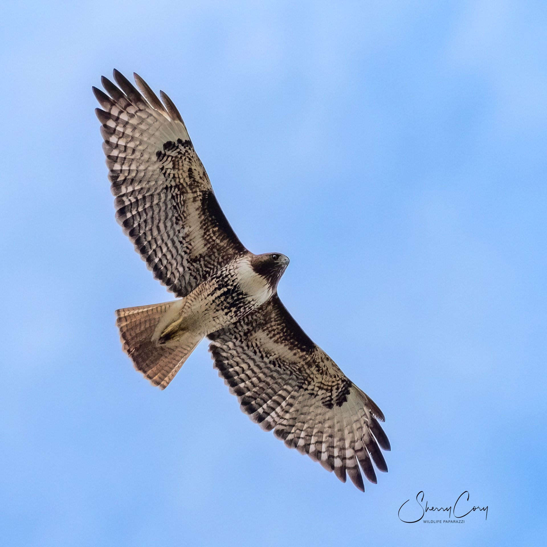 Red Tailed Kite