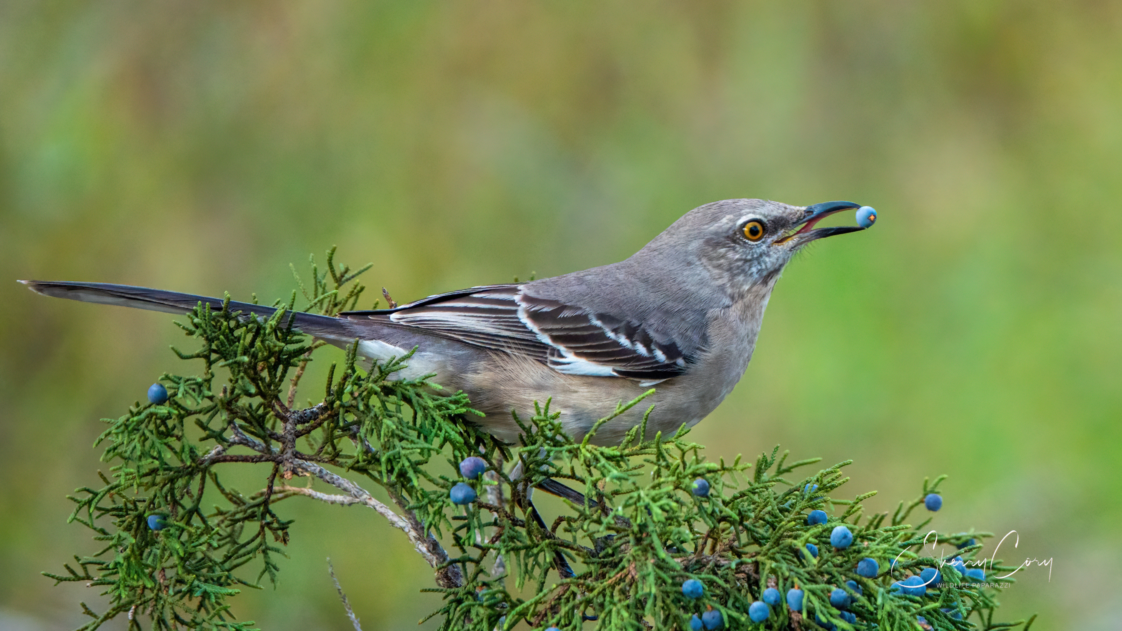 Northern Mockingbird (Mimus polyglottos)