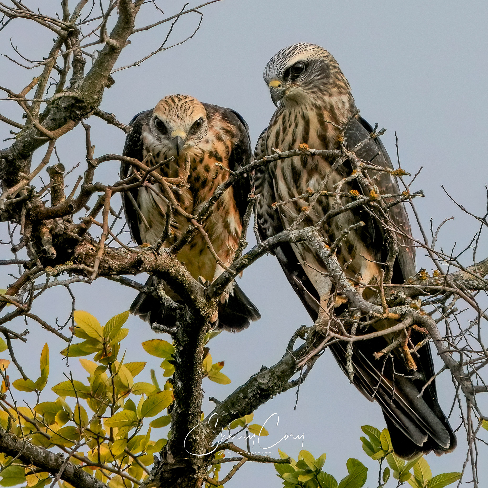 Juvenile Mississippi Kites (Ictinaa mississippiensis)