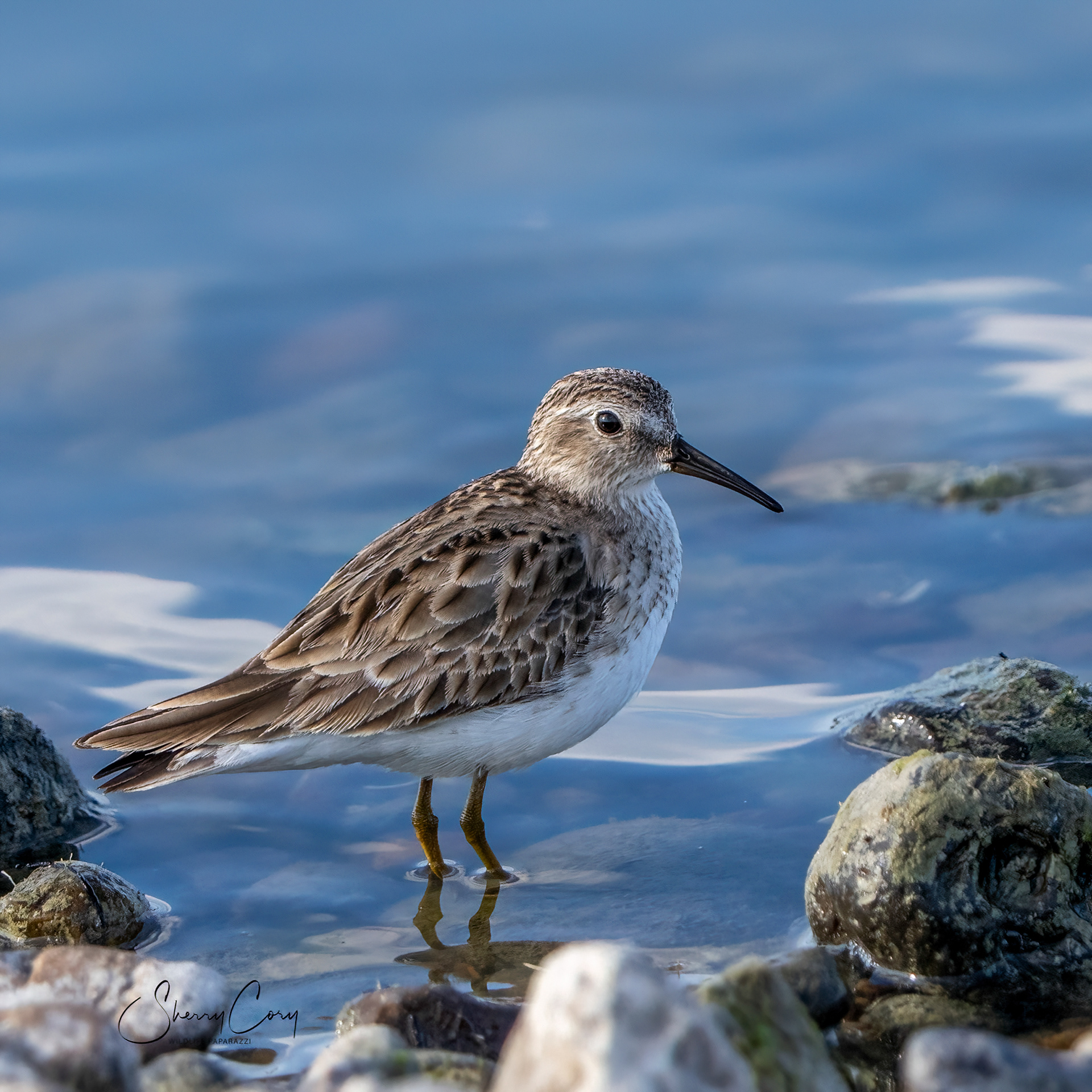 Least Sandpiper