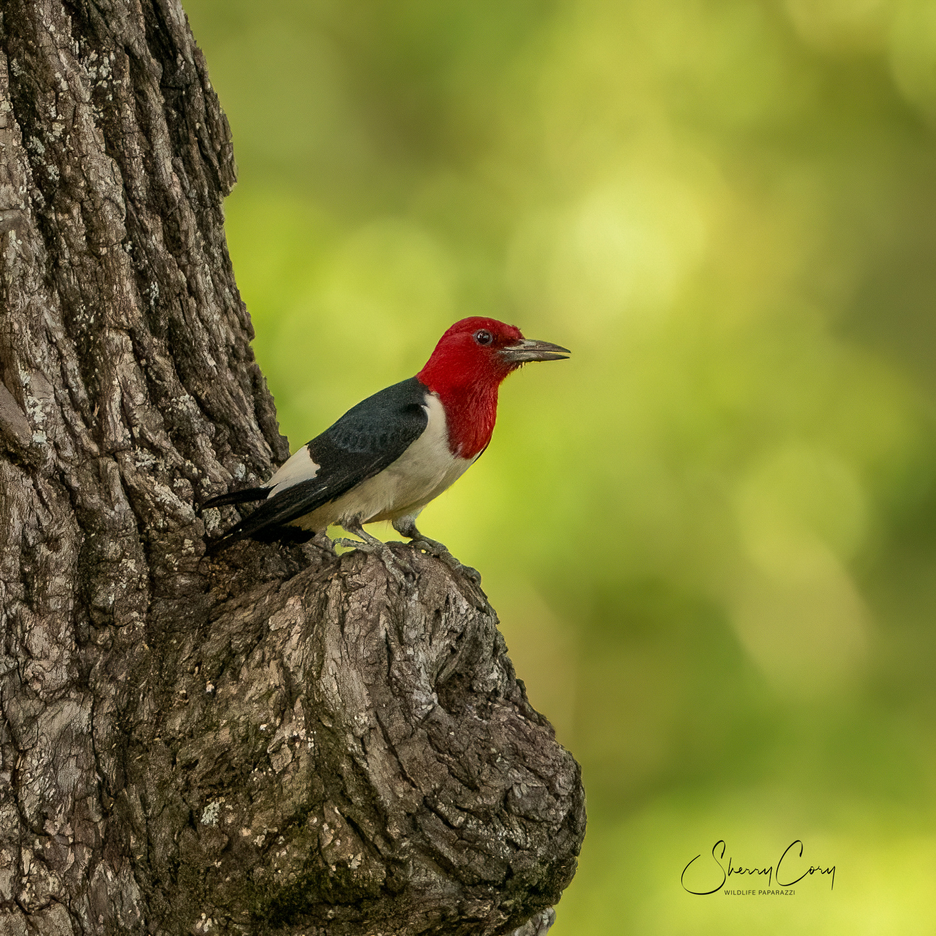 Red Headed Woodpecker