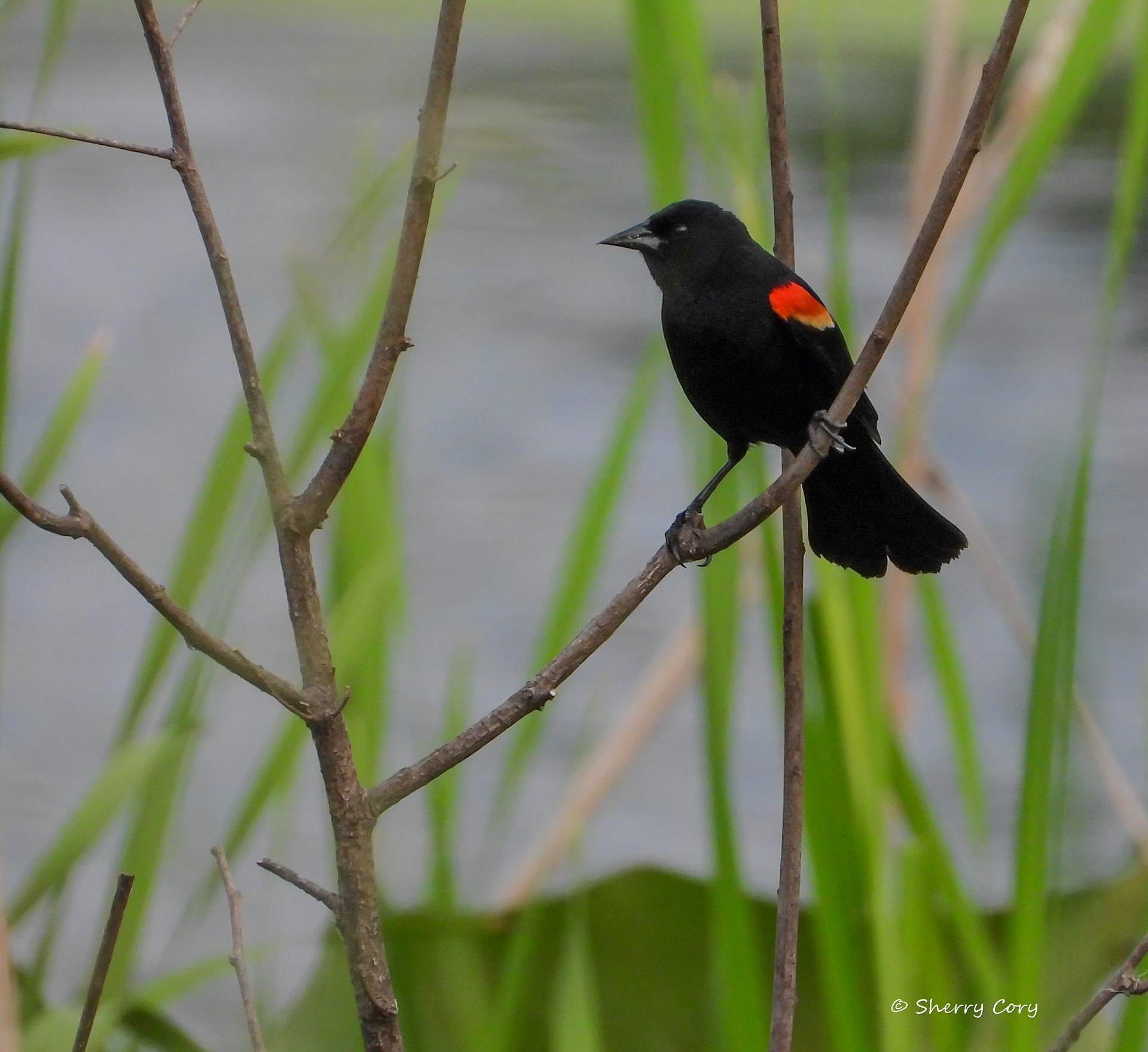 Redwing Blackbird