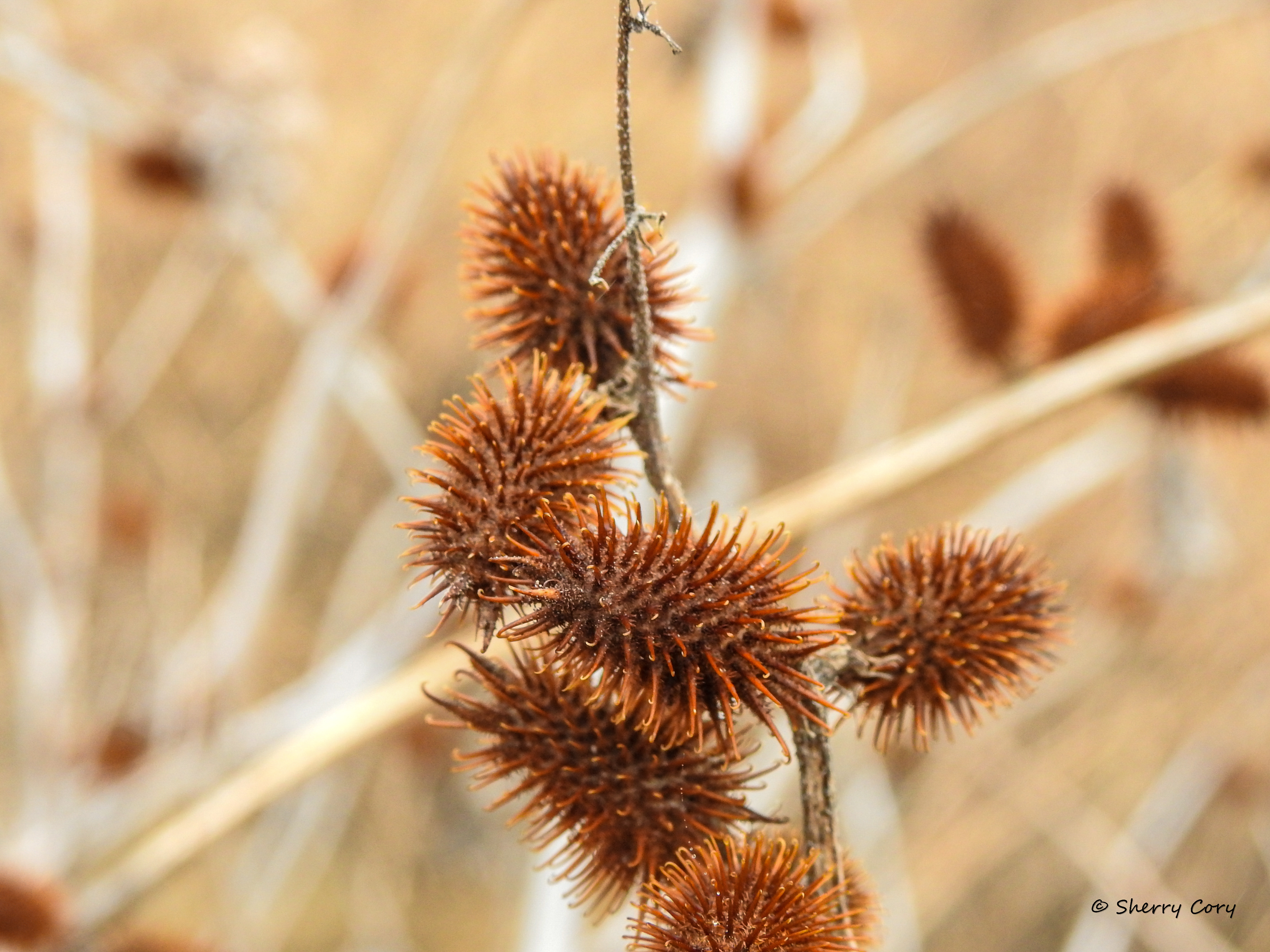 Rough Cocklebur