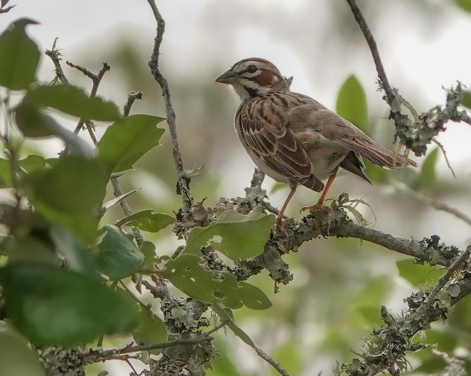 Lark Sparrow (Chondestes grammacus)