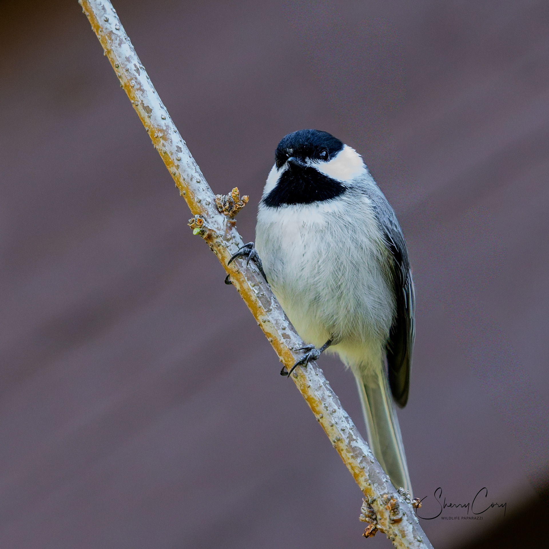 Black Capped Chickadee (Poecile atricapillus)
