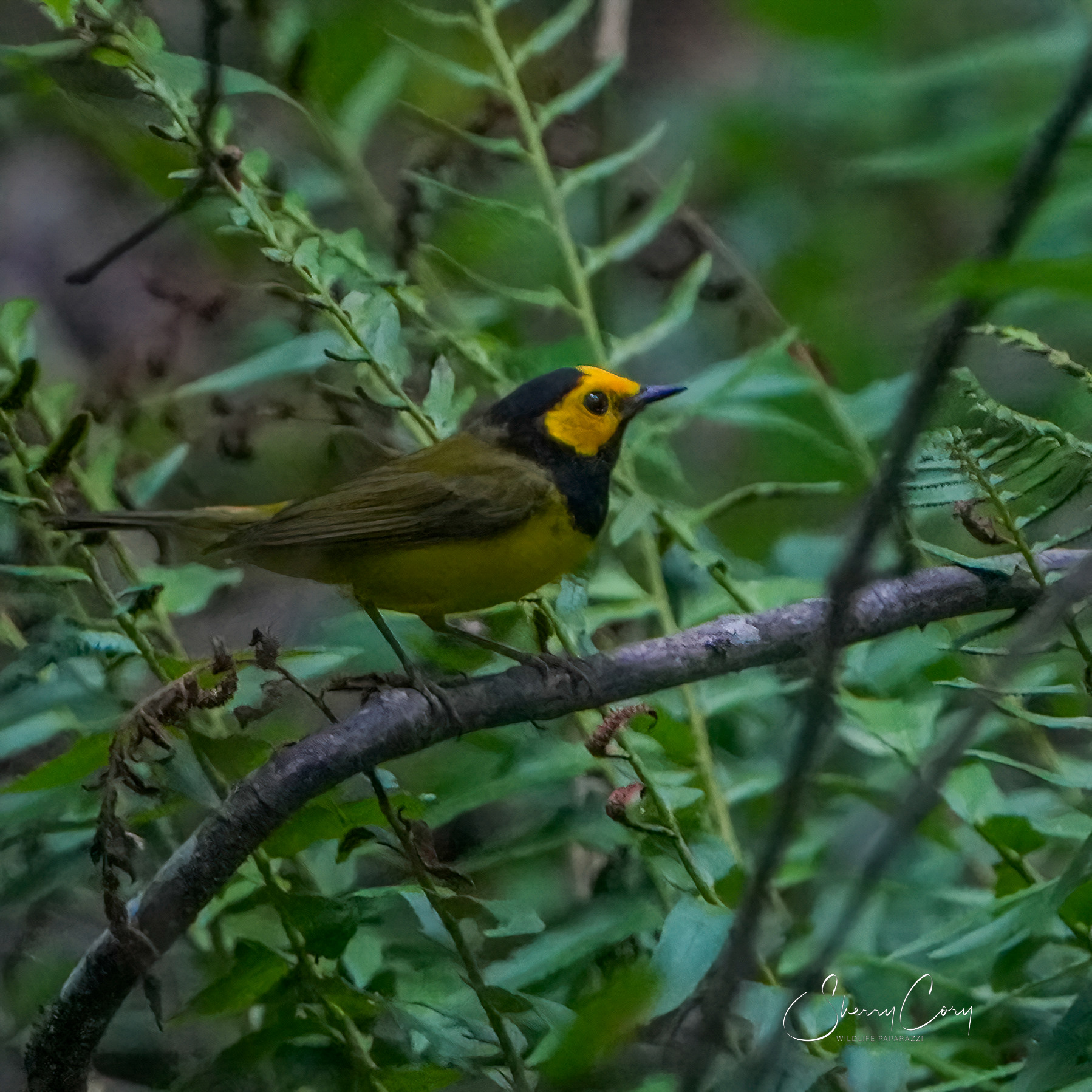 (M) Hooded Warbler