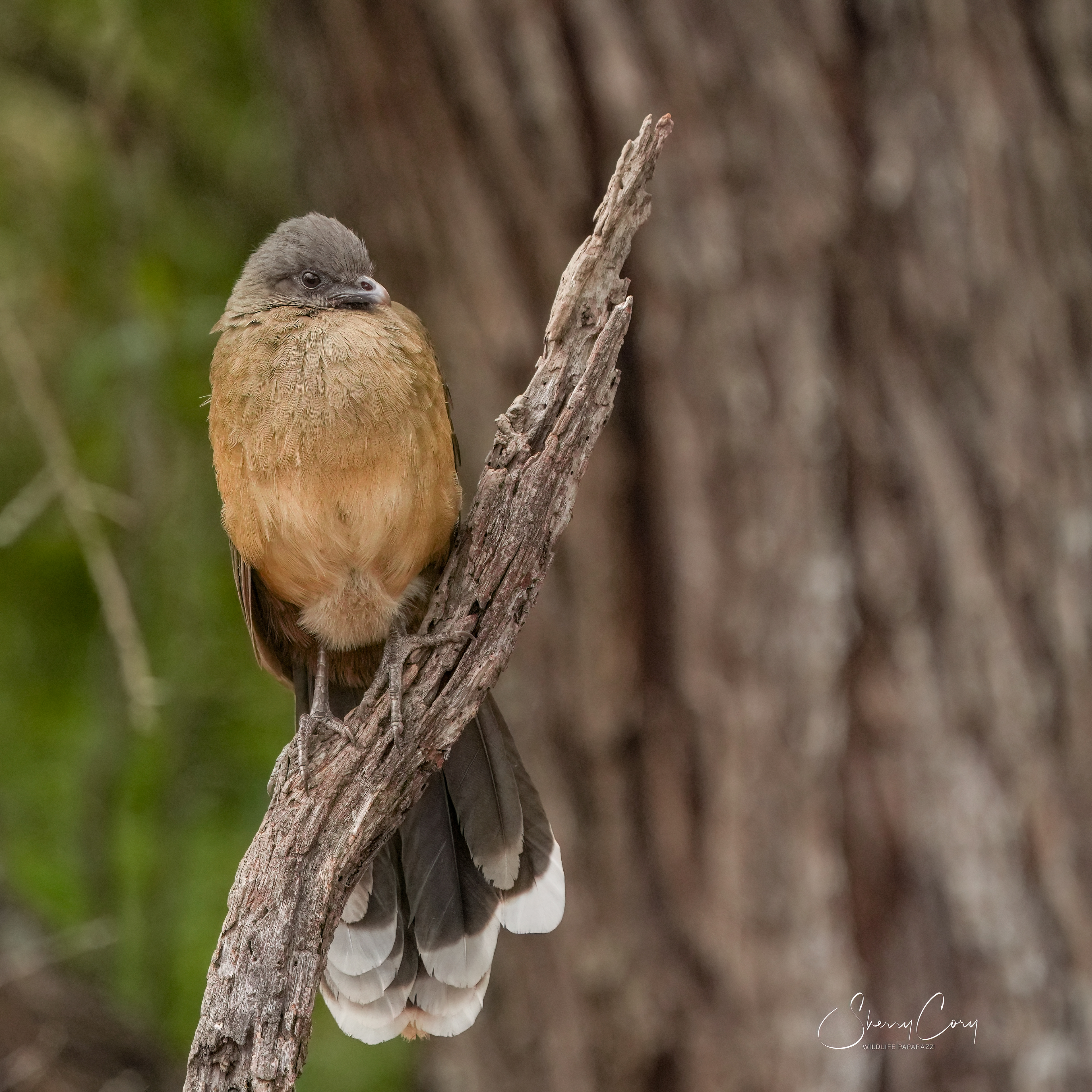 Plain Chachalaca (Ortalis vetula)