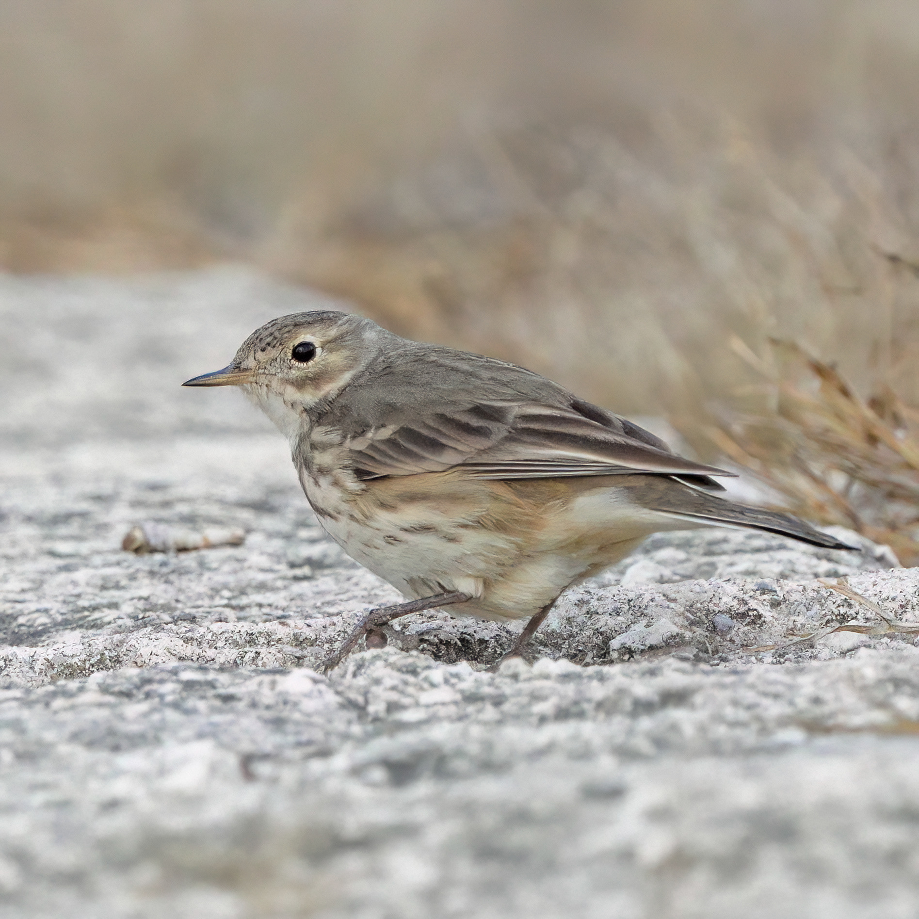 American Pipit (Anthus rubescens)