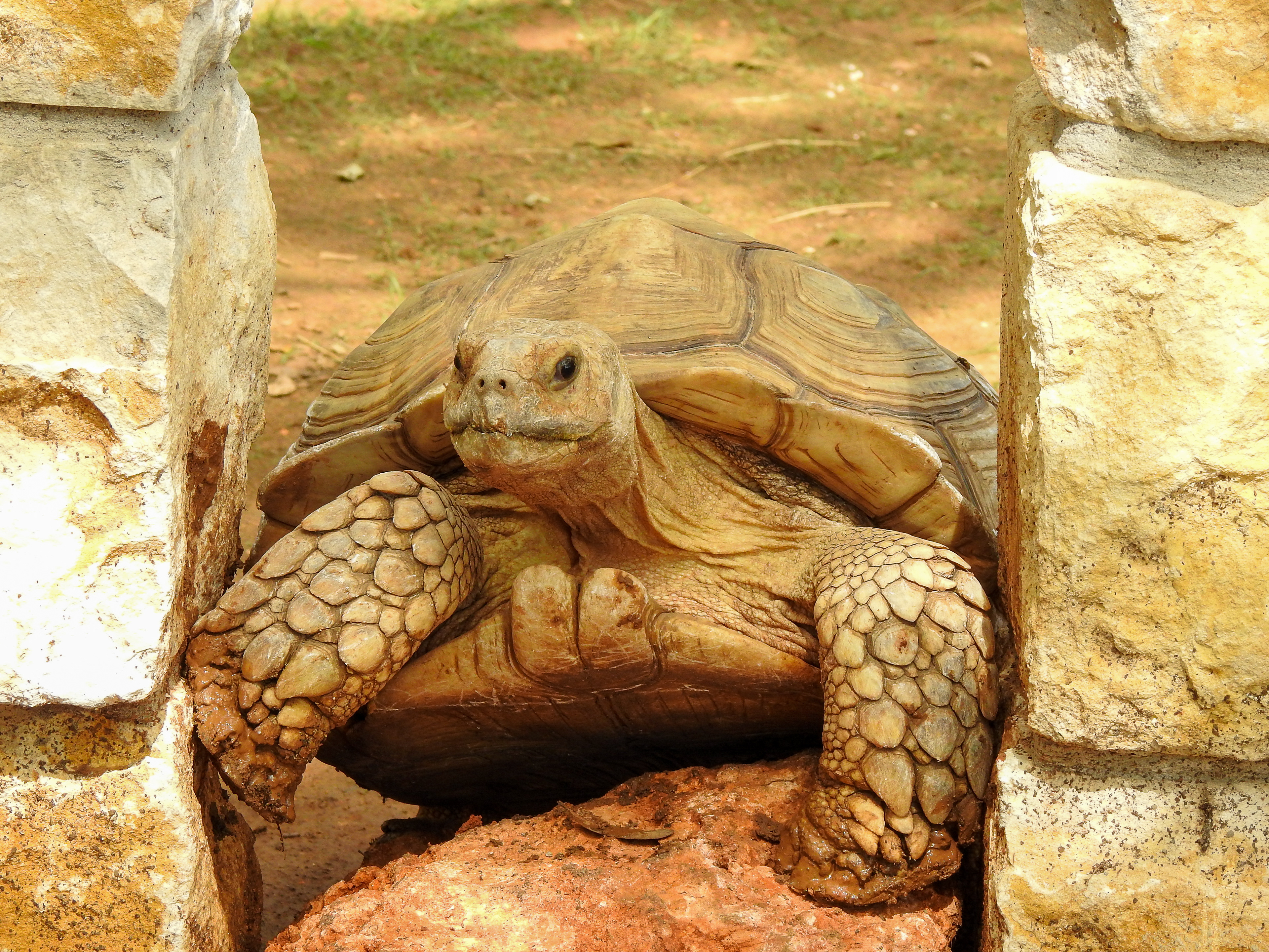 Tortoise