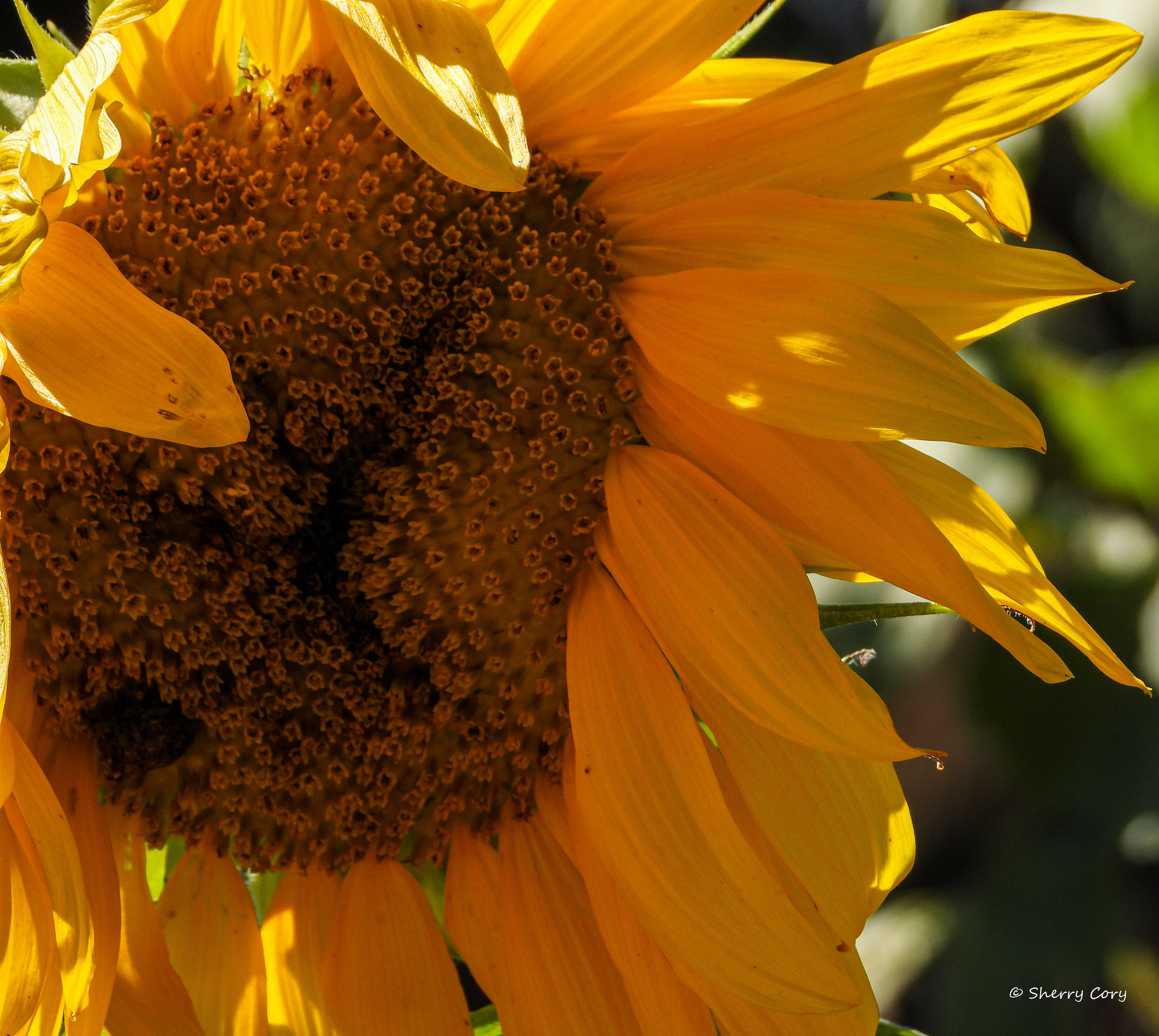 Sunflower