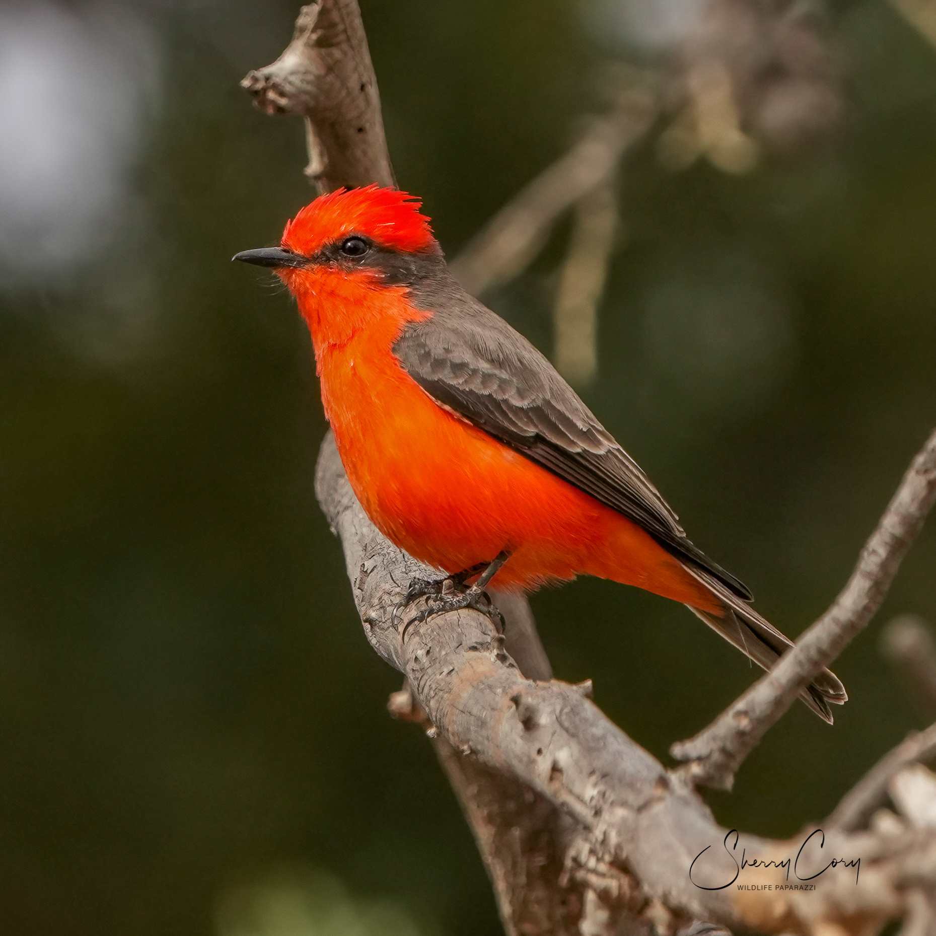 Vermillion Flycatcher (Pyrocephalus rubinus)
