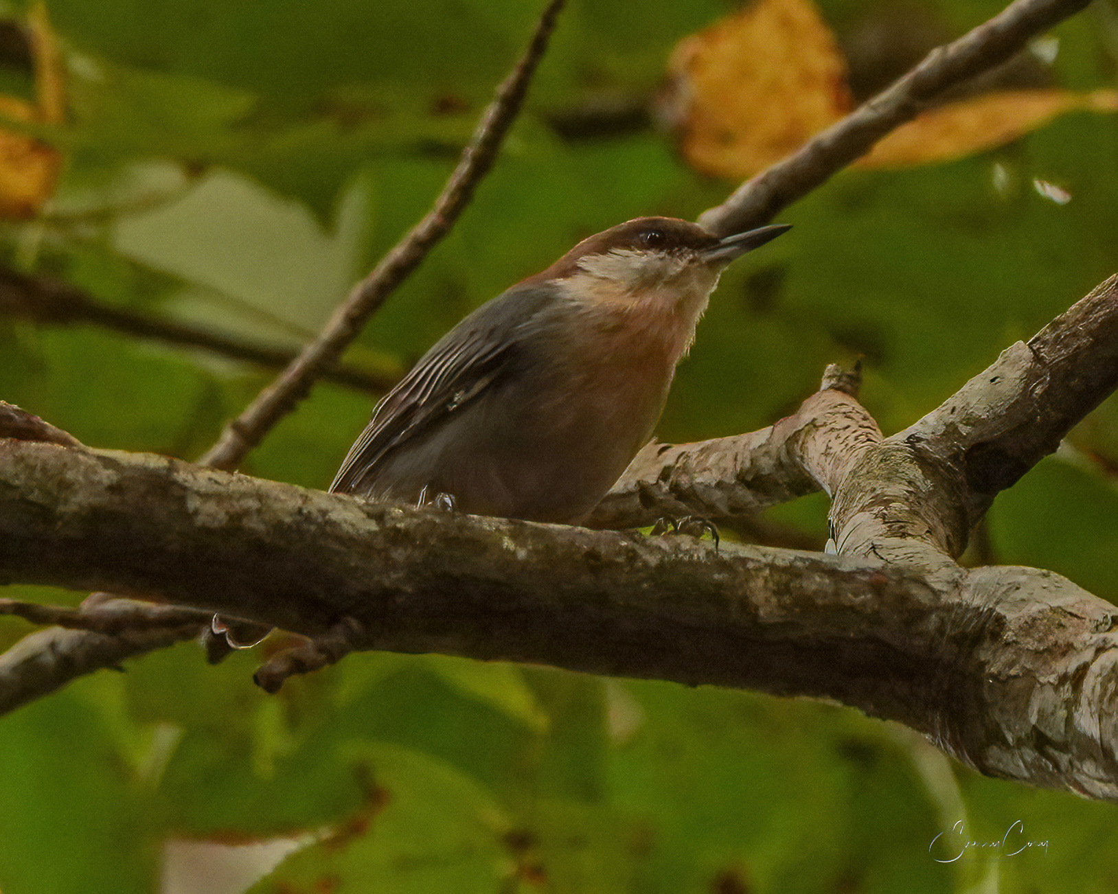 Brown Headed Nuthatch (Sitta pusilla)