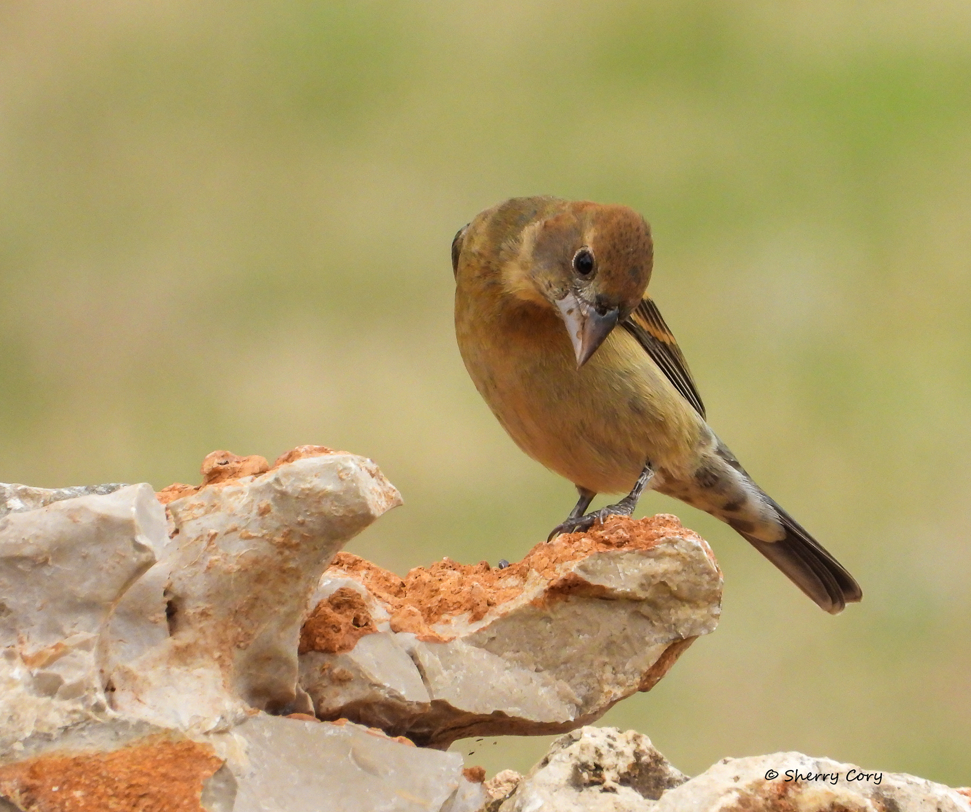 Female Grosbeak (Passerina caerulea)