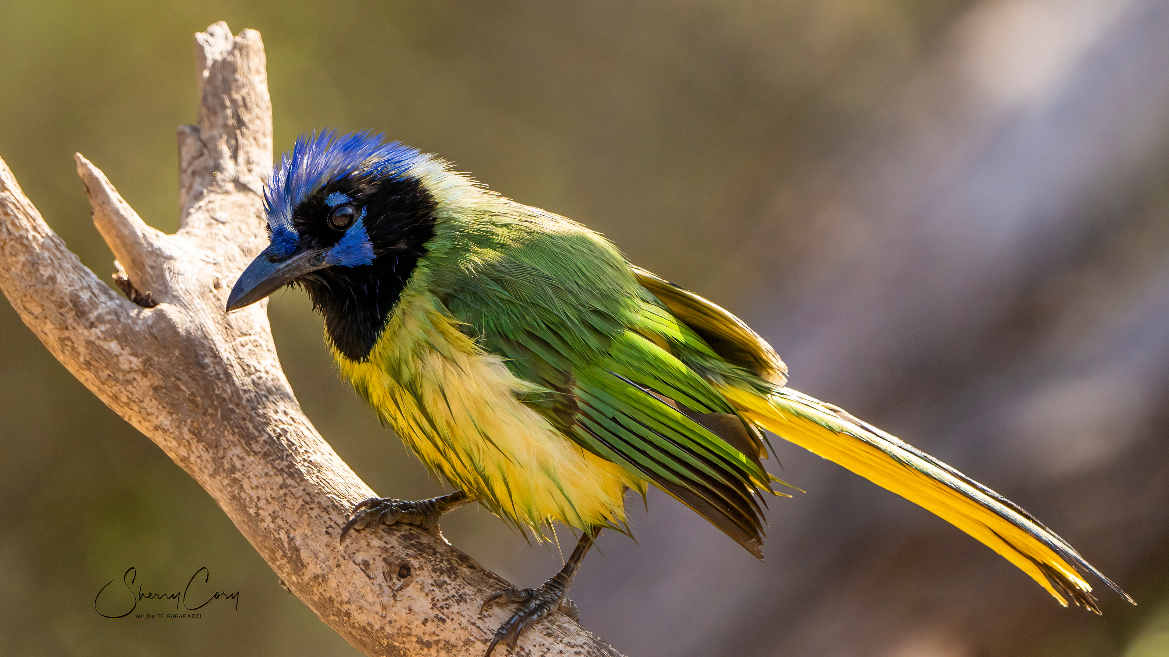 Green Jay