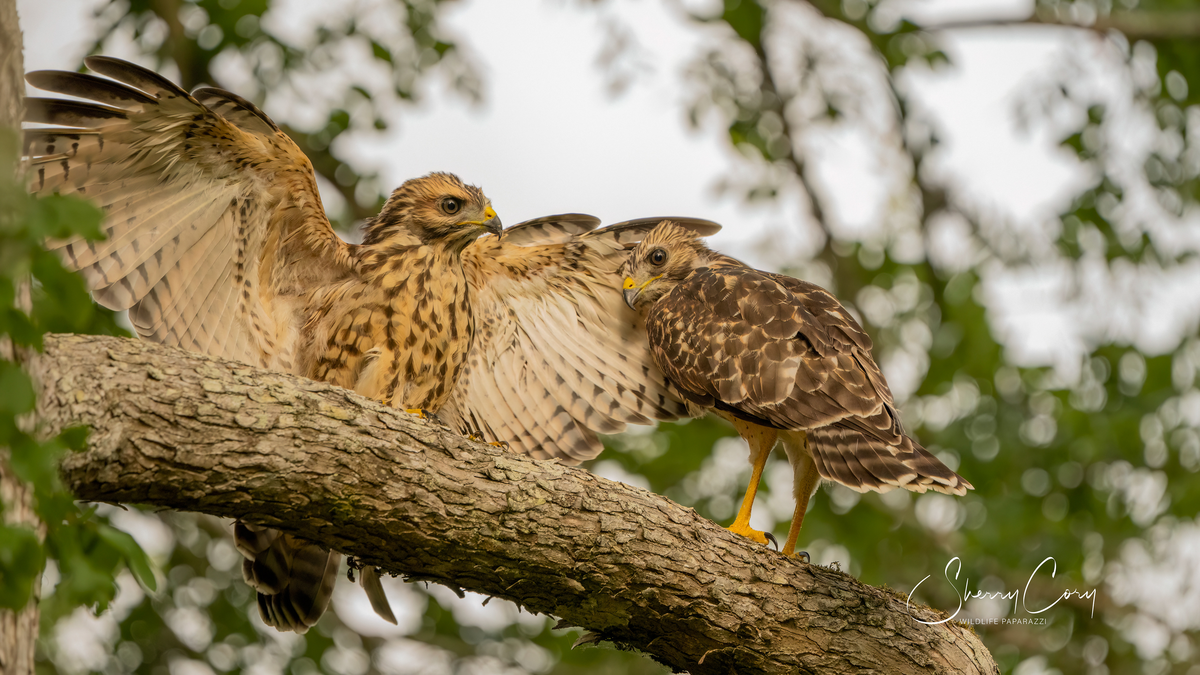 Juvenile Red Shouldered Hawks (Buteo lineatus) 