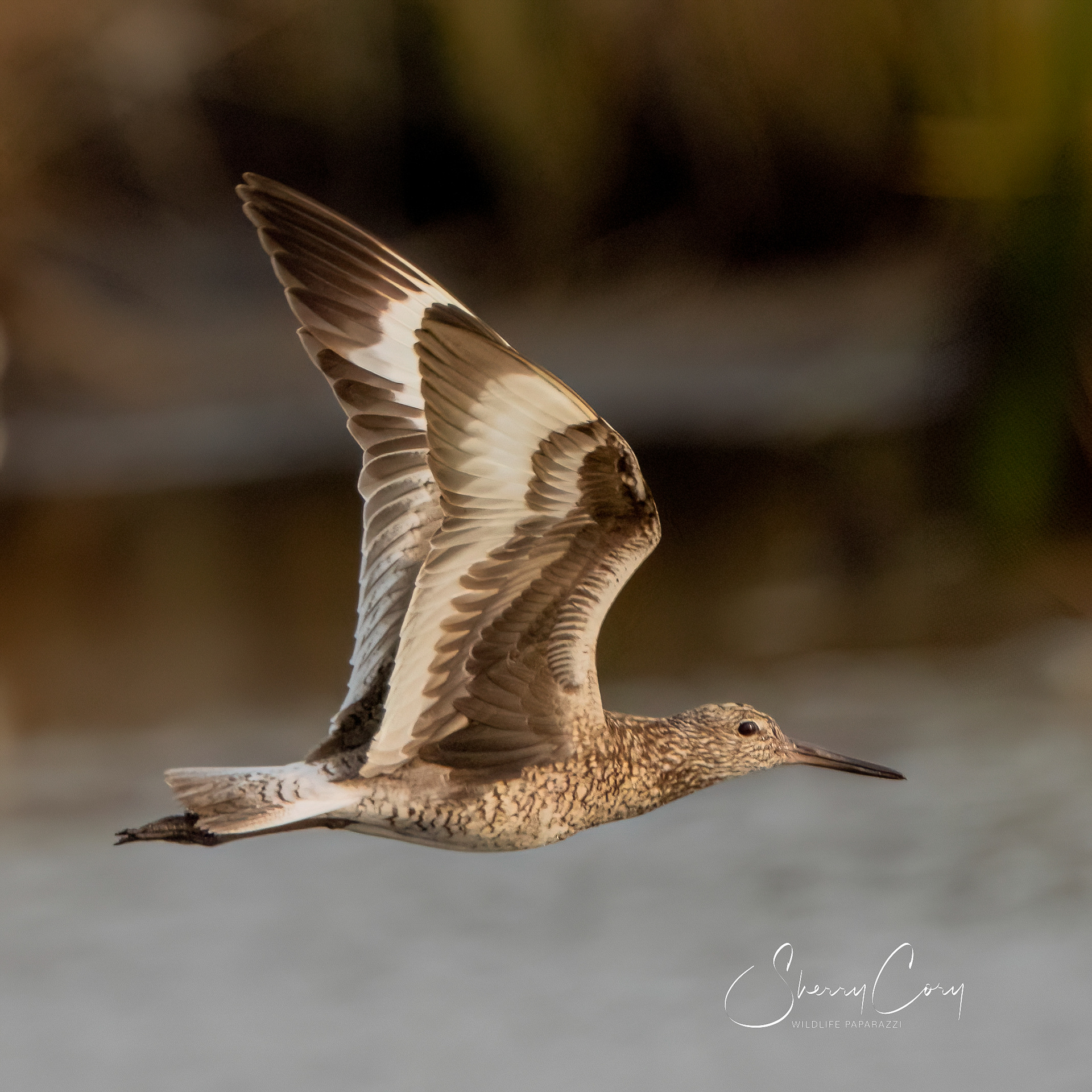 Willet