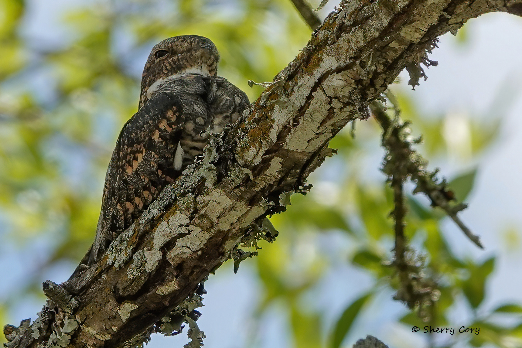 Lesser Nighthawk (Chordeiles acutipennis)