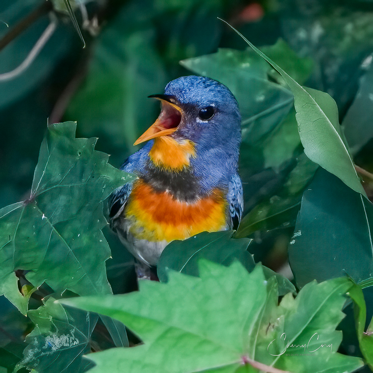 Northern Parula