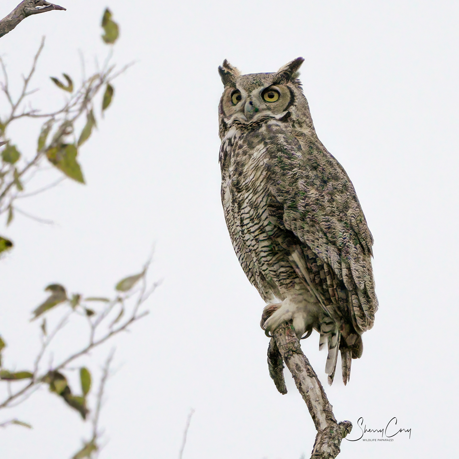 Great Horned Owl (Bubo virginianus)