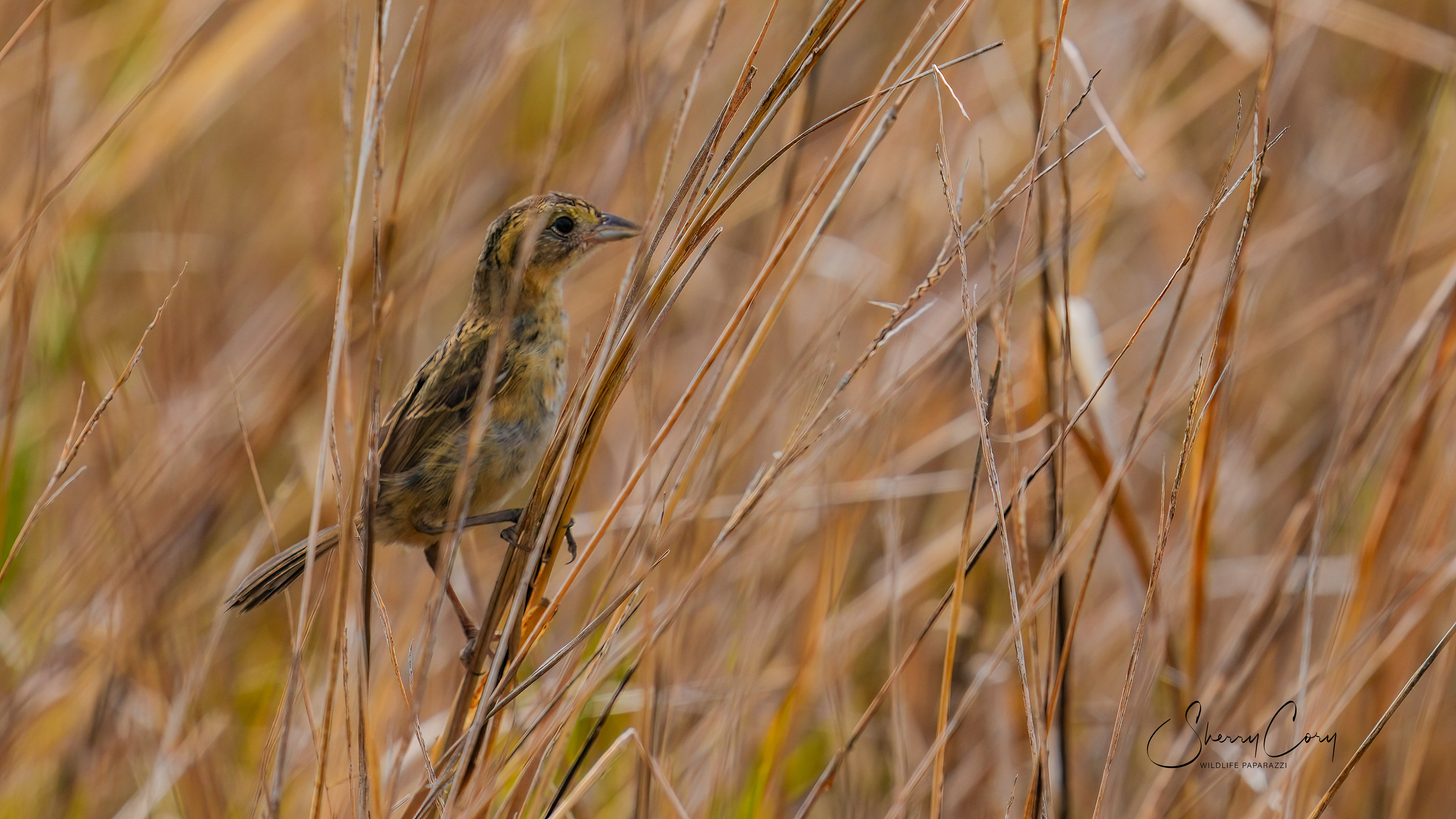 Seaside Sparrow (Ammospiza maritima)