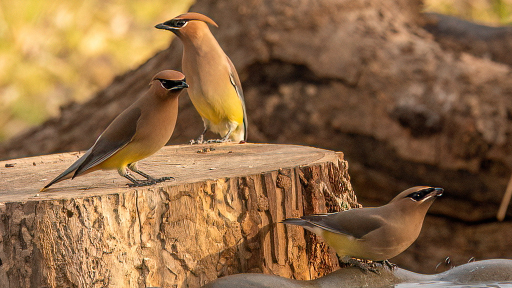 Cedar Waxwings (Bombycilla cedorum)