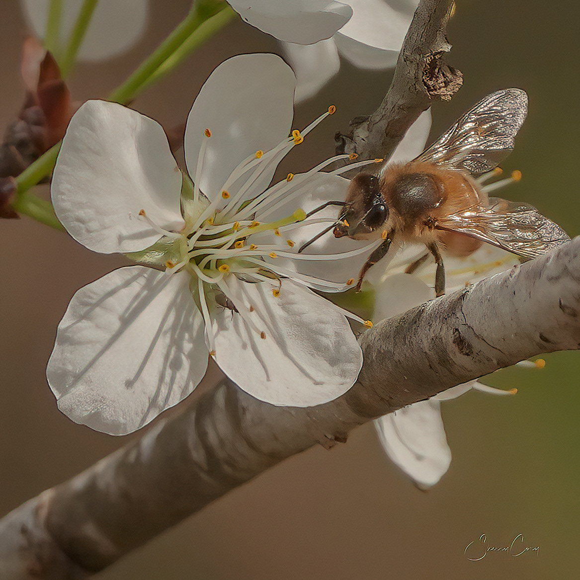 Pollinator 1/10