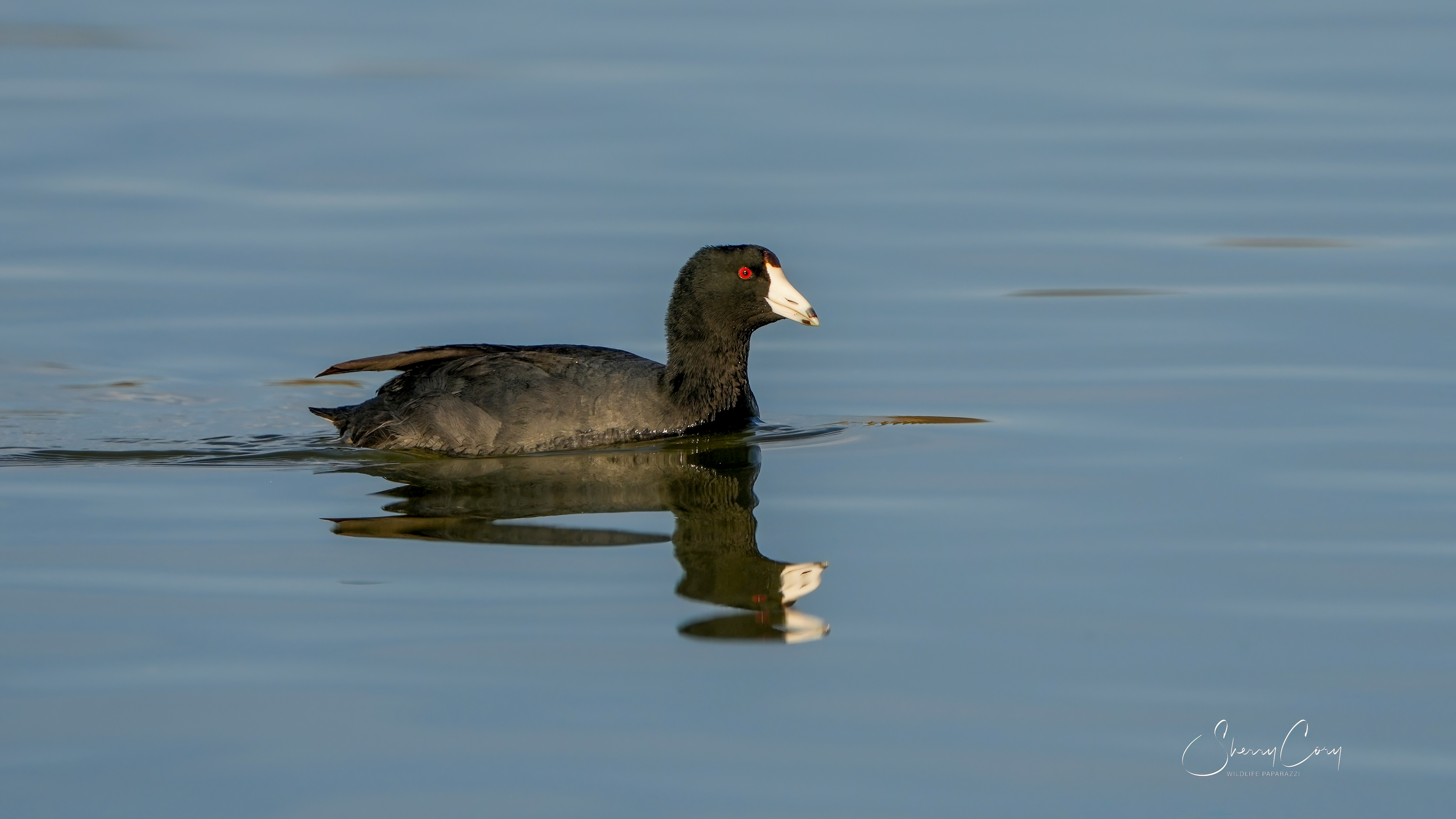 American Coot (Fulica americana)