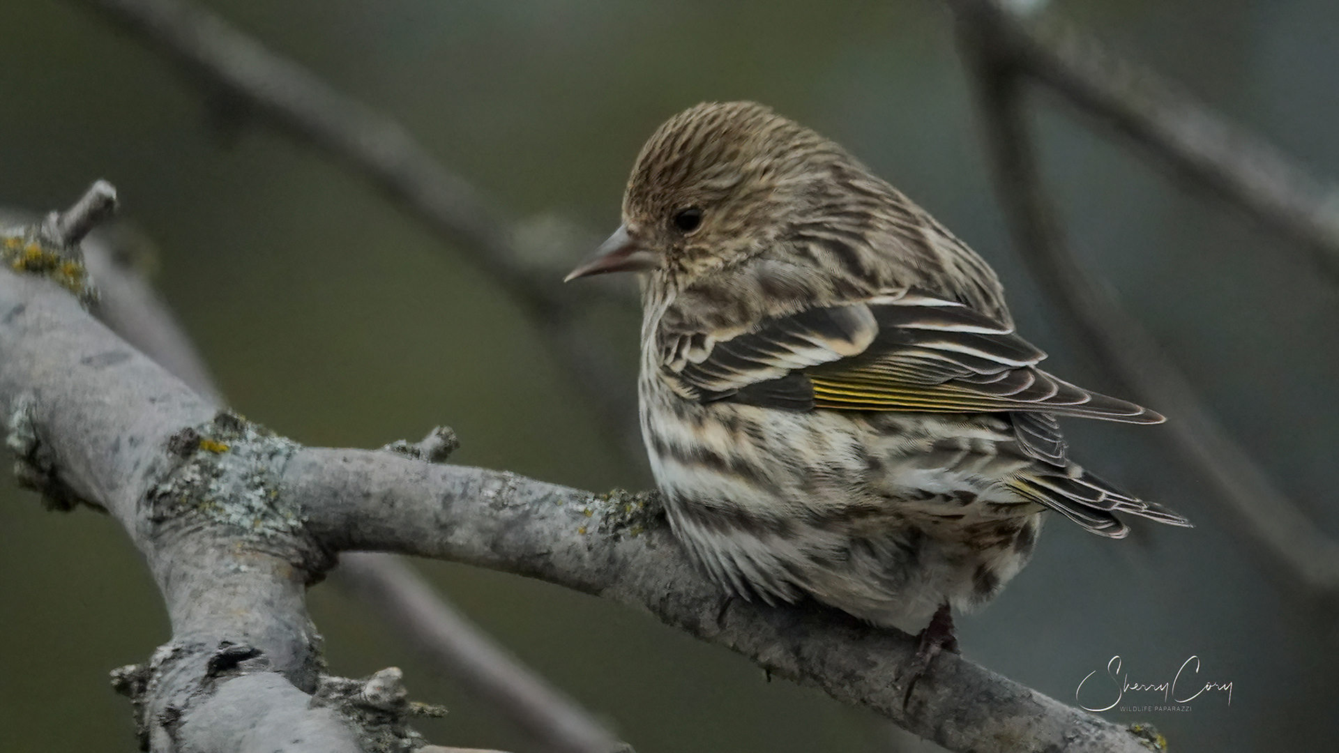 Pine Siskin