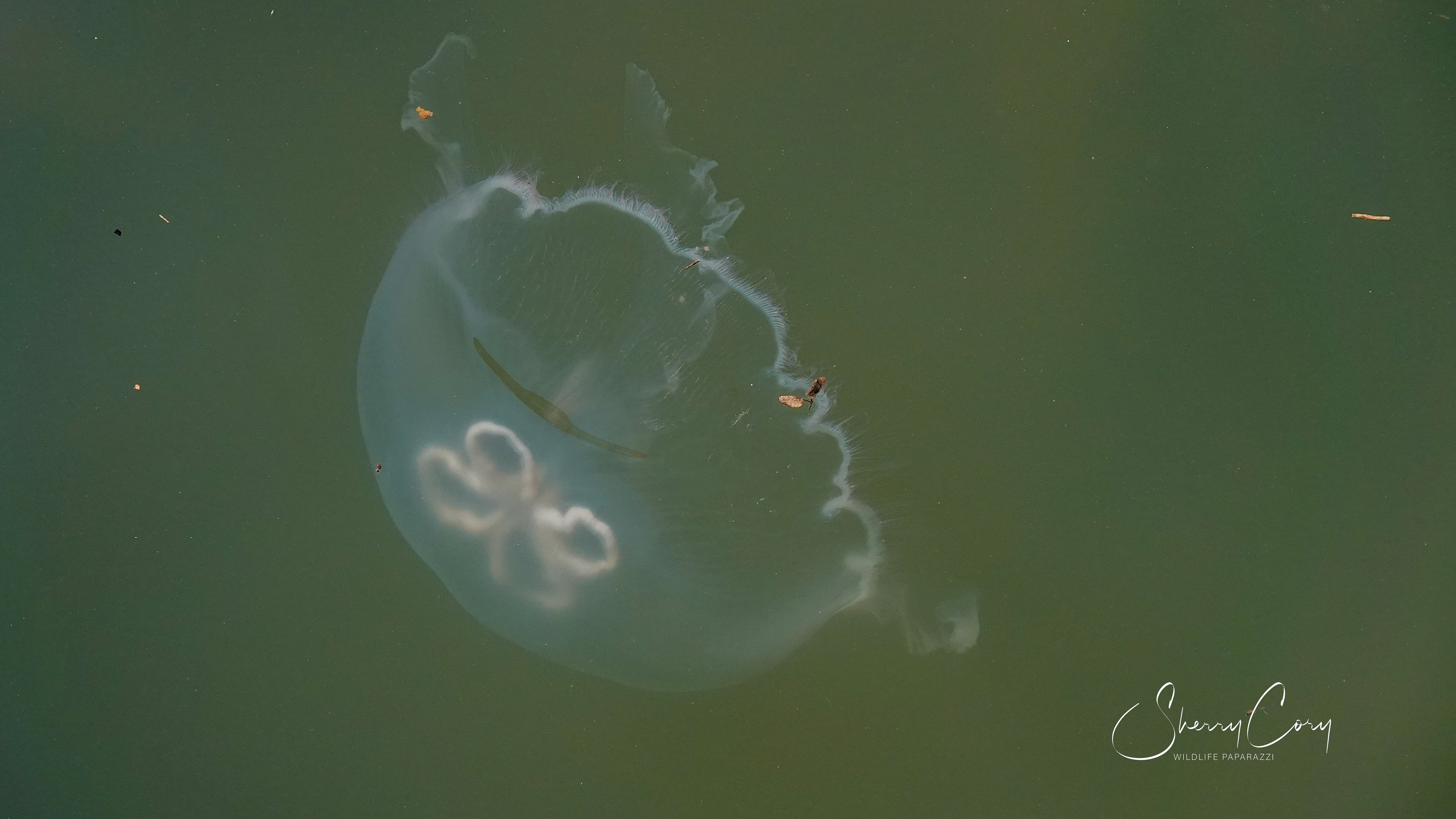 Moon Jellyfish