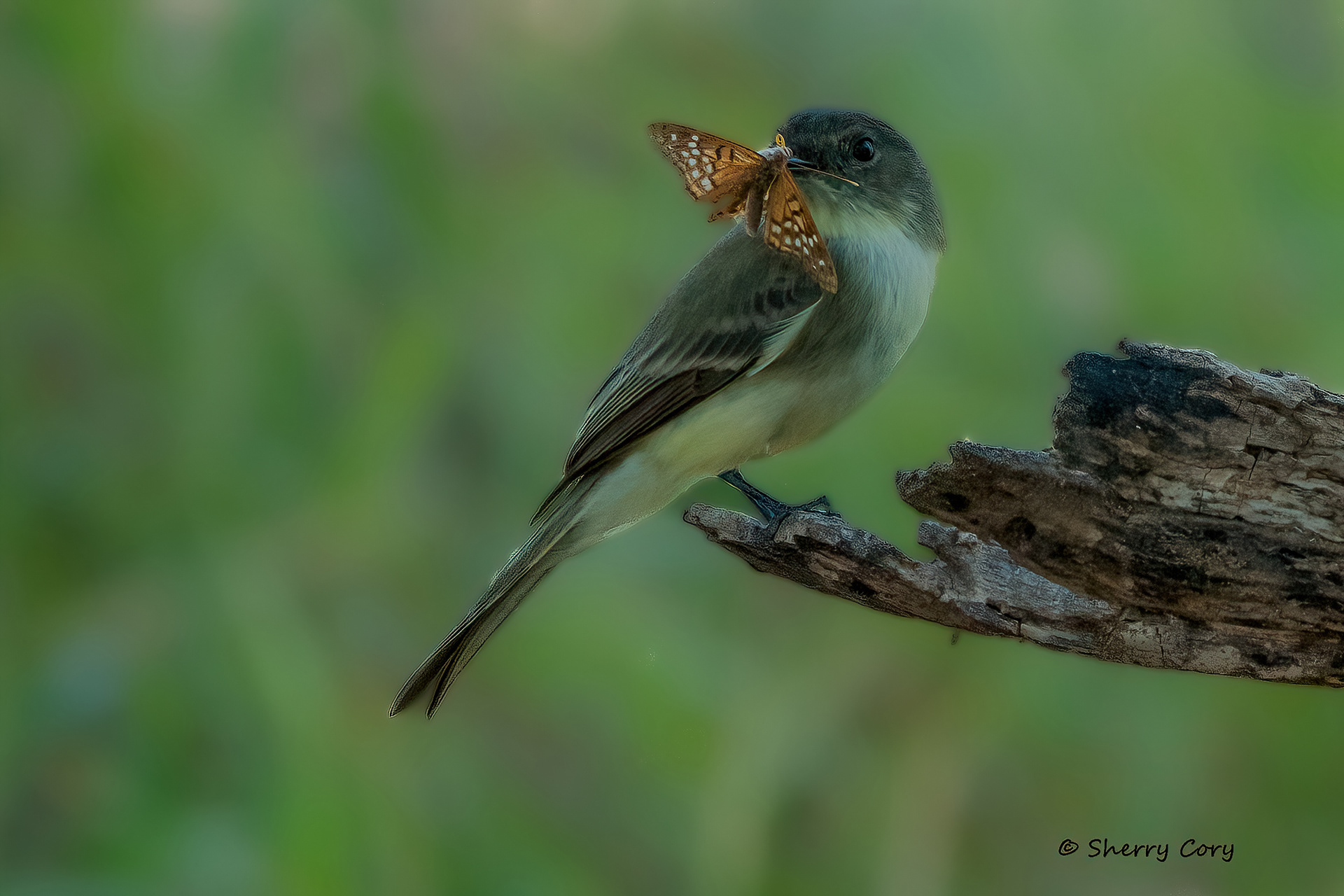 Eastern Phoebe (Sayornis phoebe)