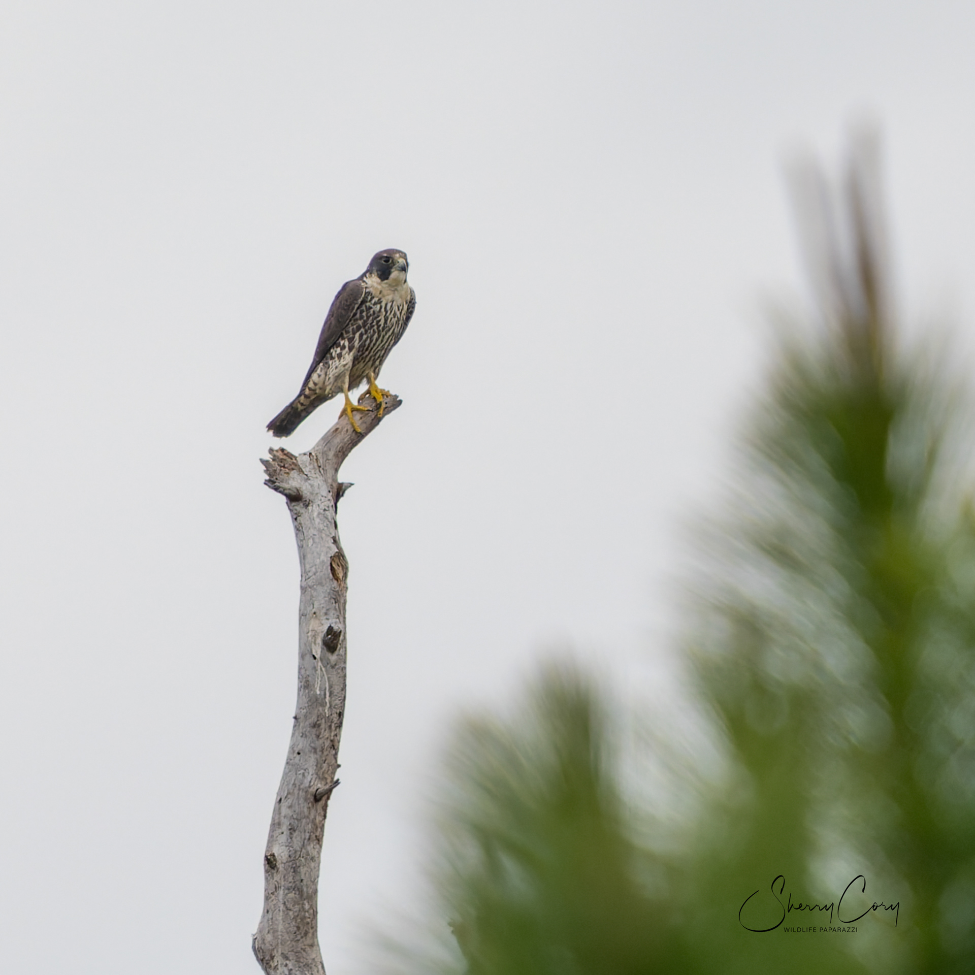 Peregrine Falcon (Falco peregrinus)