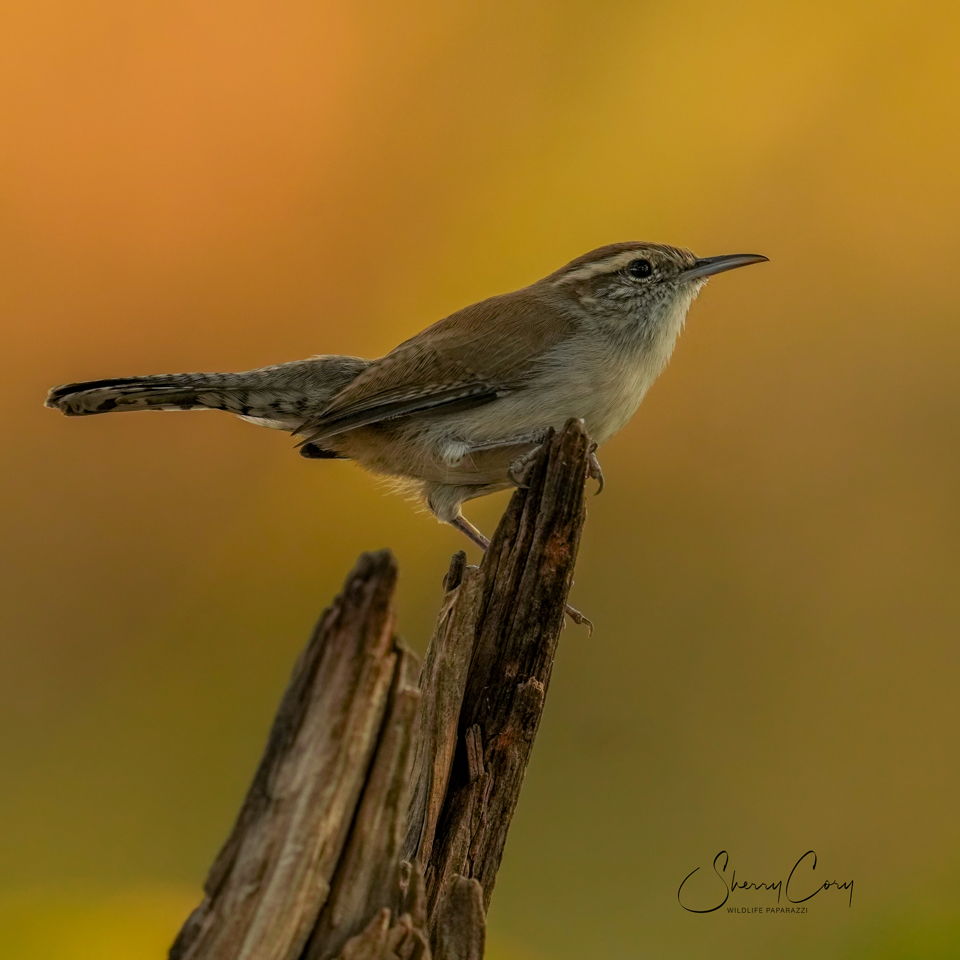 Bewick's Wren (Thryomanes bewickii)
